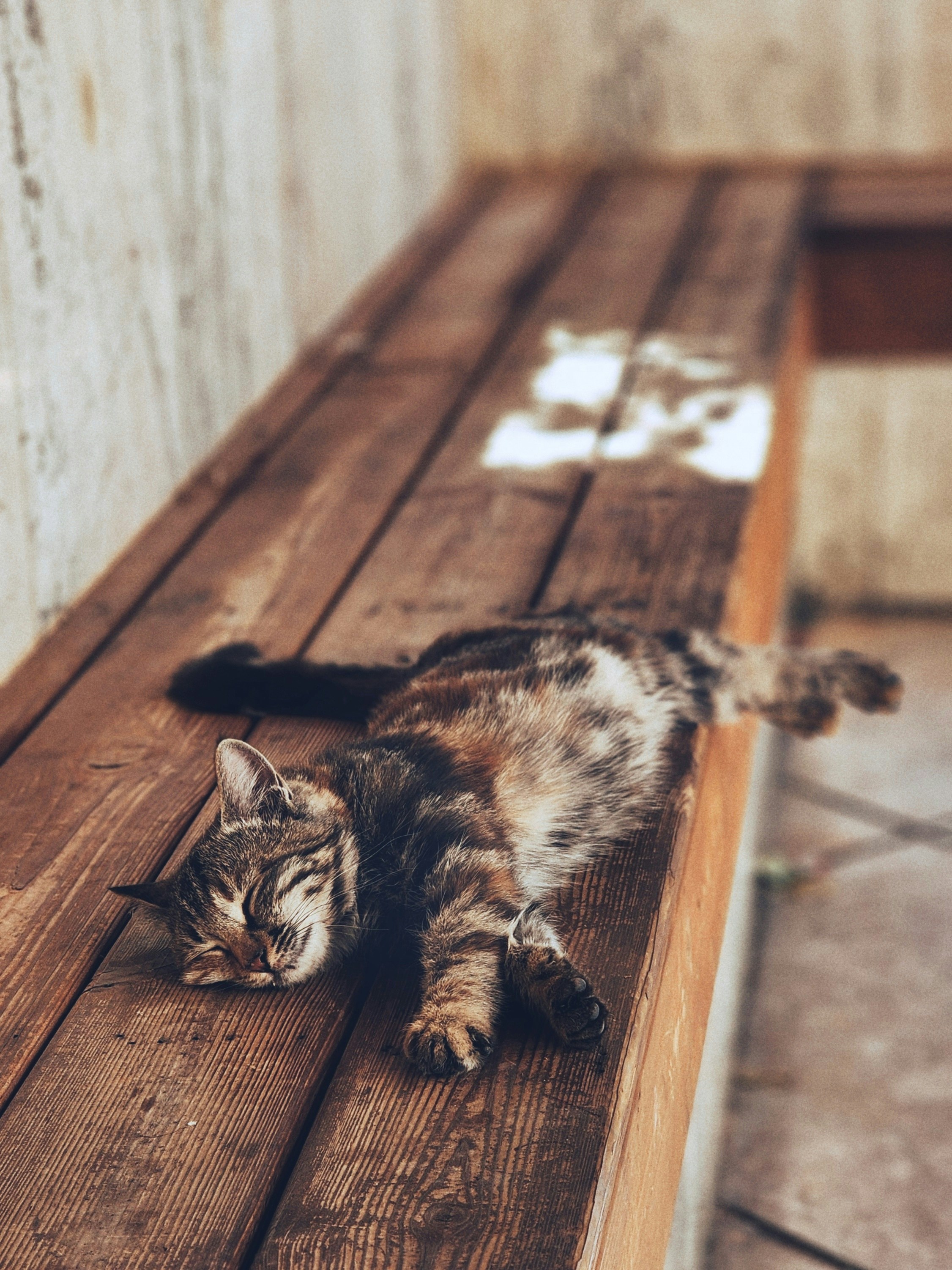 Un chat qui s’allonge sur un banc