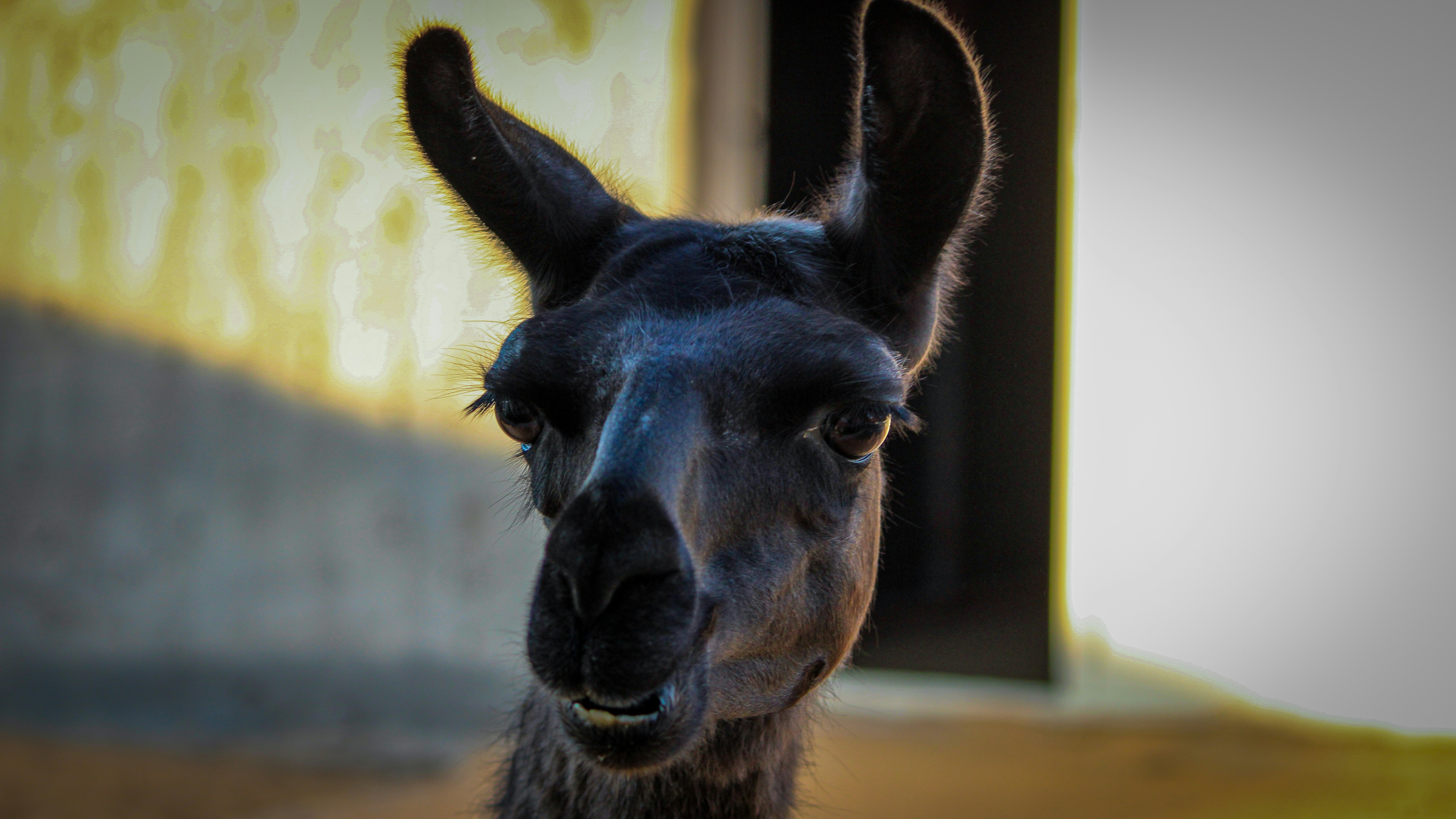 Nahaufnahme eines Lamas, das in die Kamera schaut