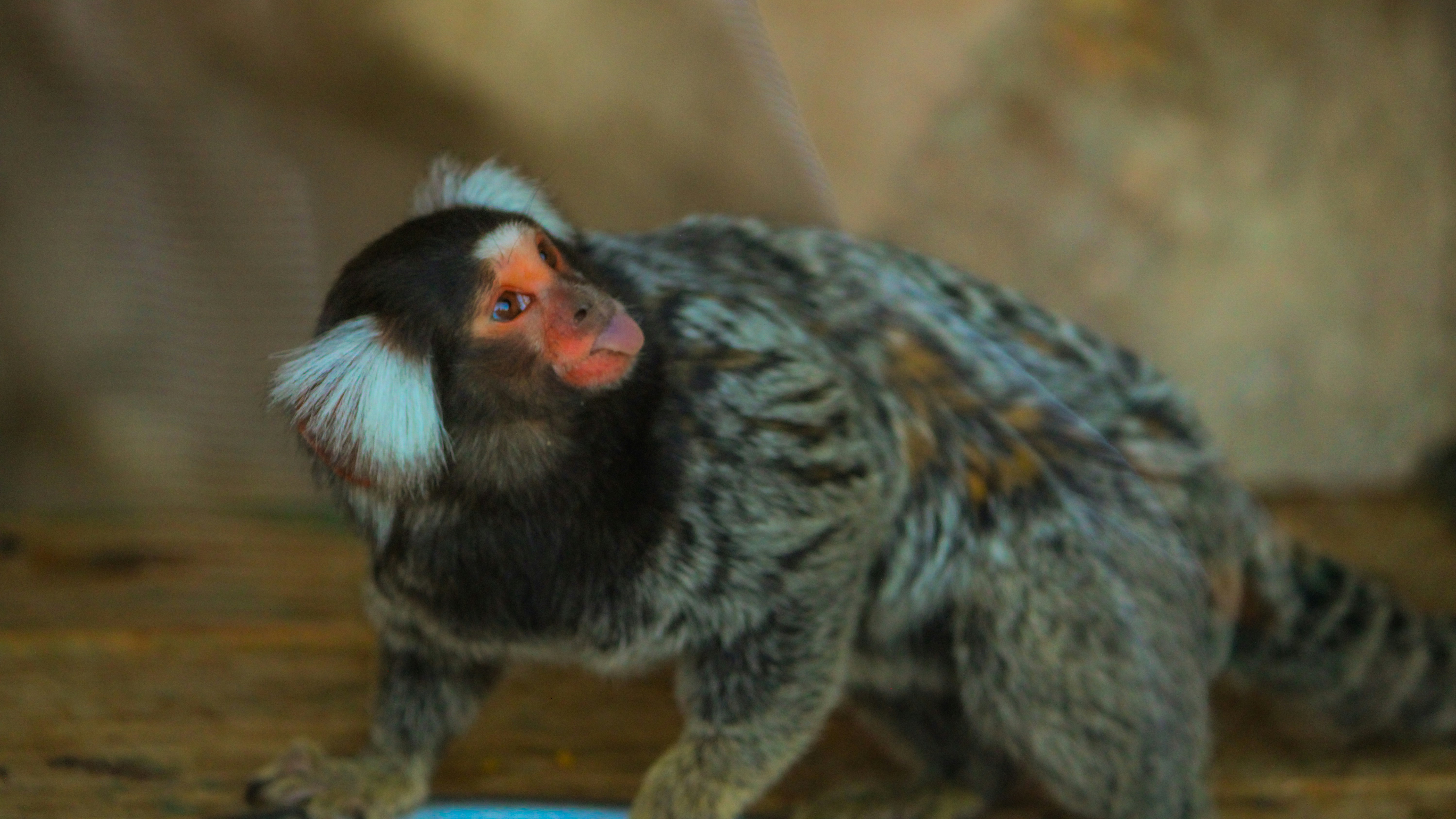 Ein kleiner Affe steht neben einer blauen Frisbee