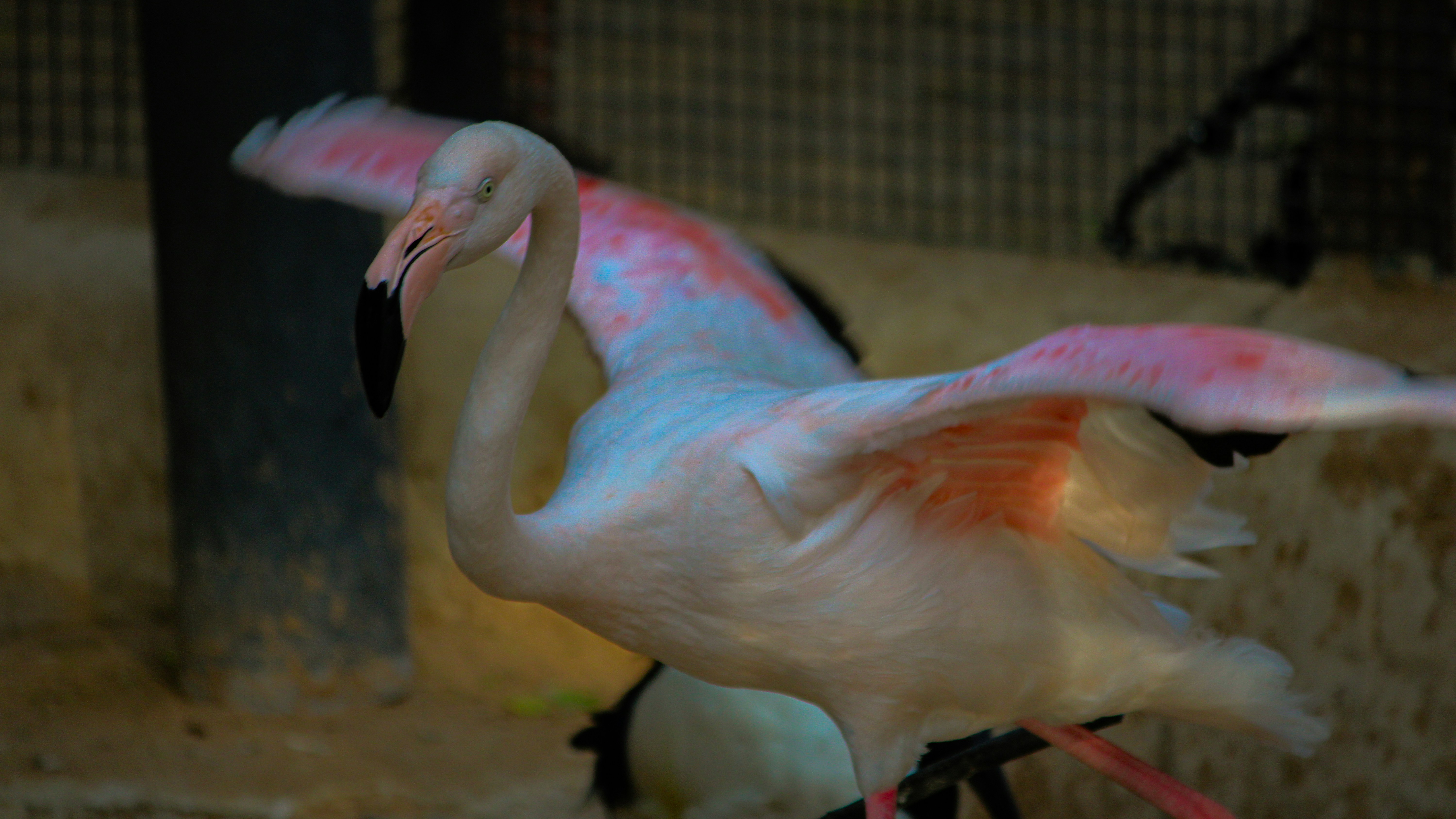 Ein rosa Flamingo, der auf den Hinterbeinen steht