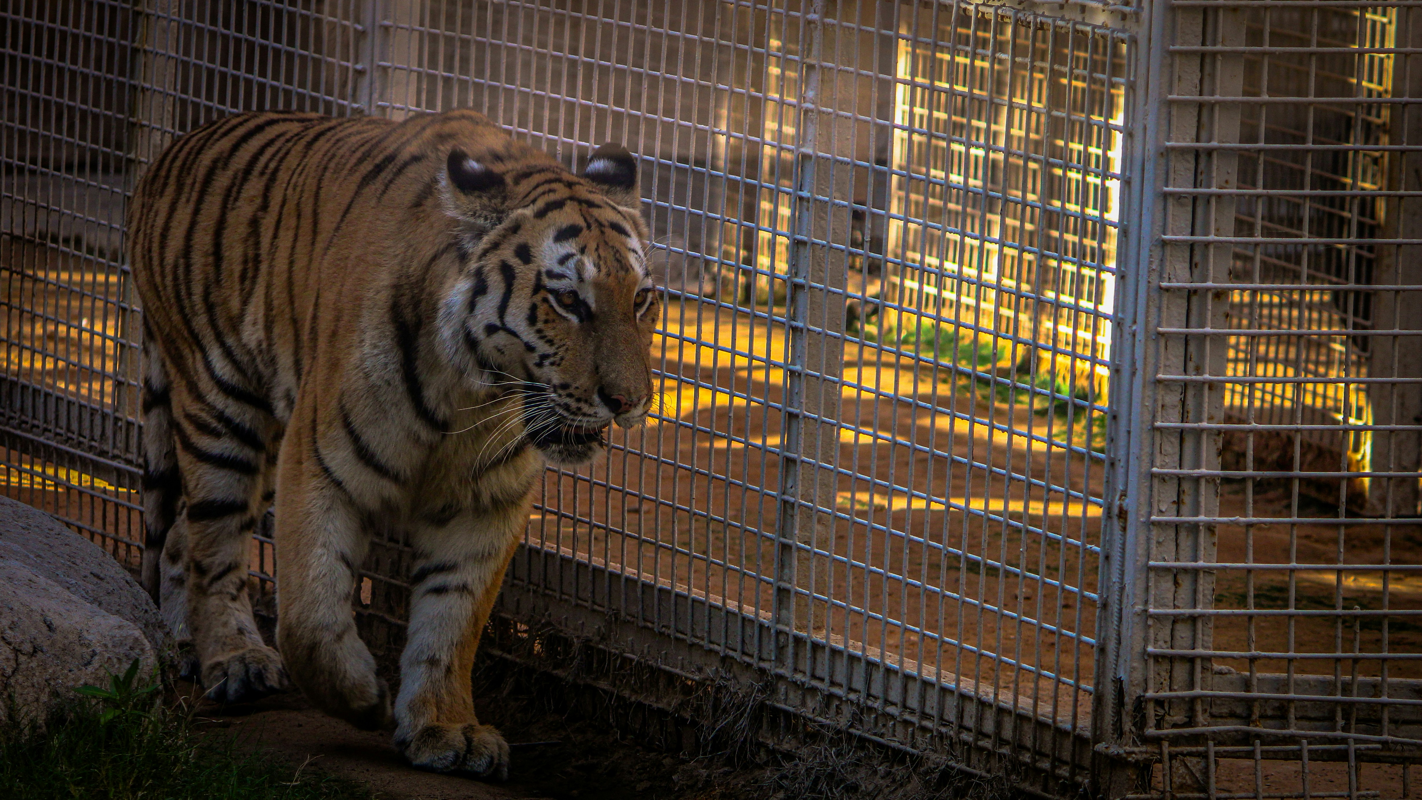 Ein Tiger in einem Käfig, der einen anderen Tiger anschaut