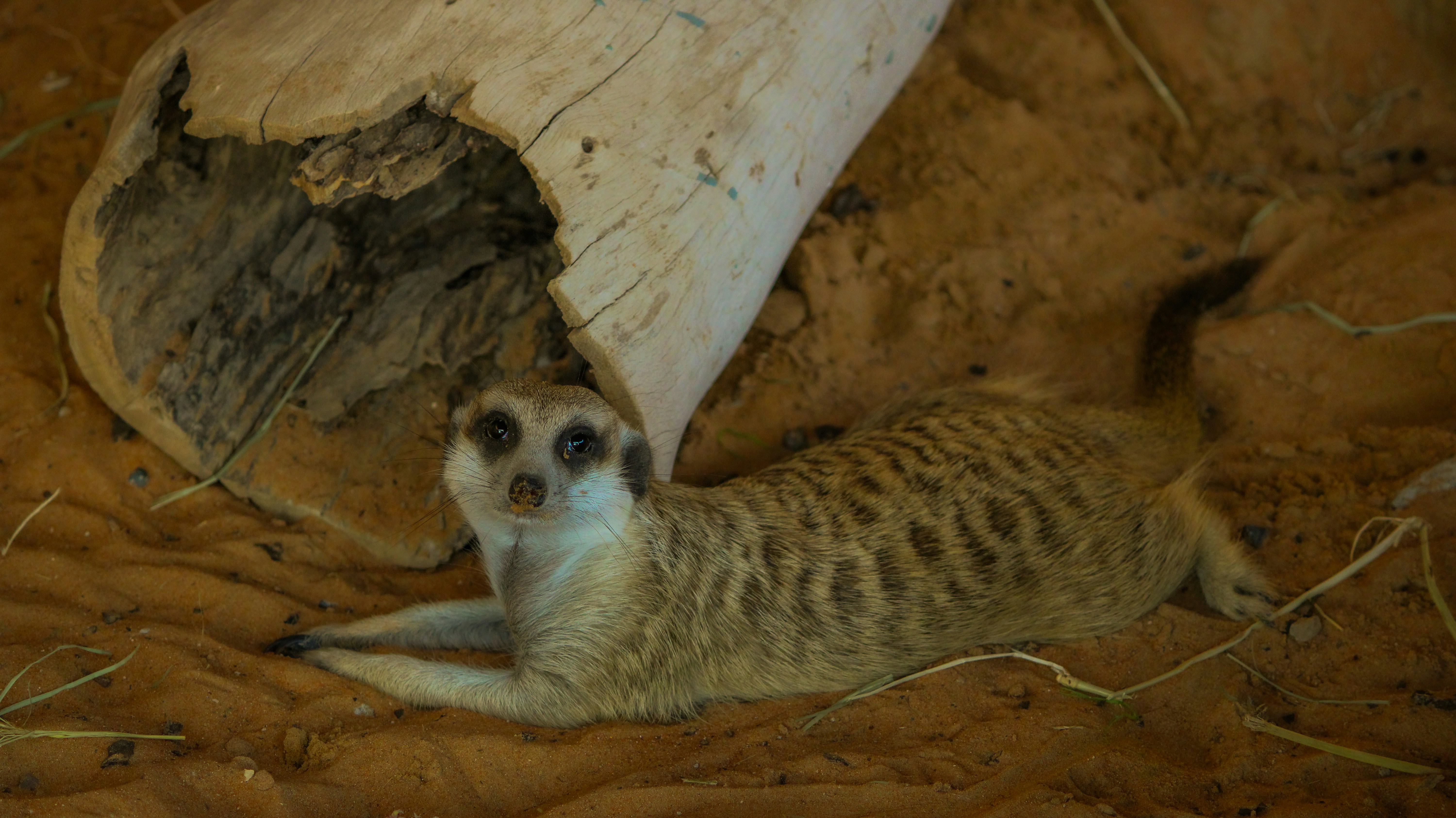 Ein Baby-Erdmännchen liegt auf dem Boden