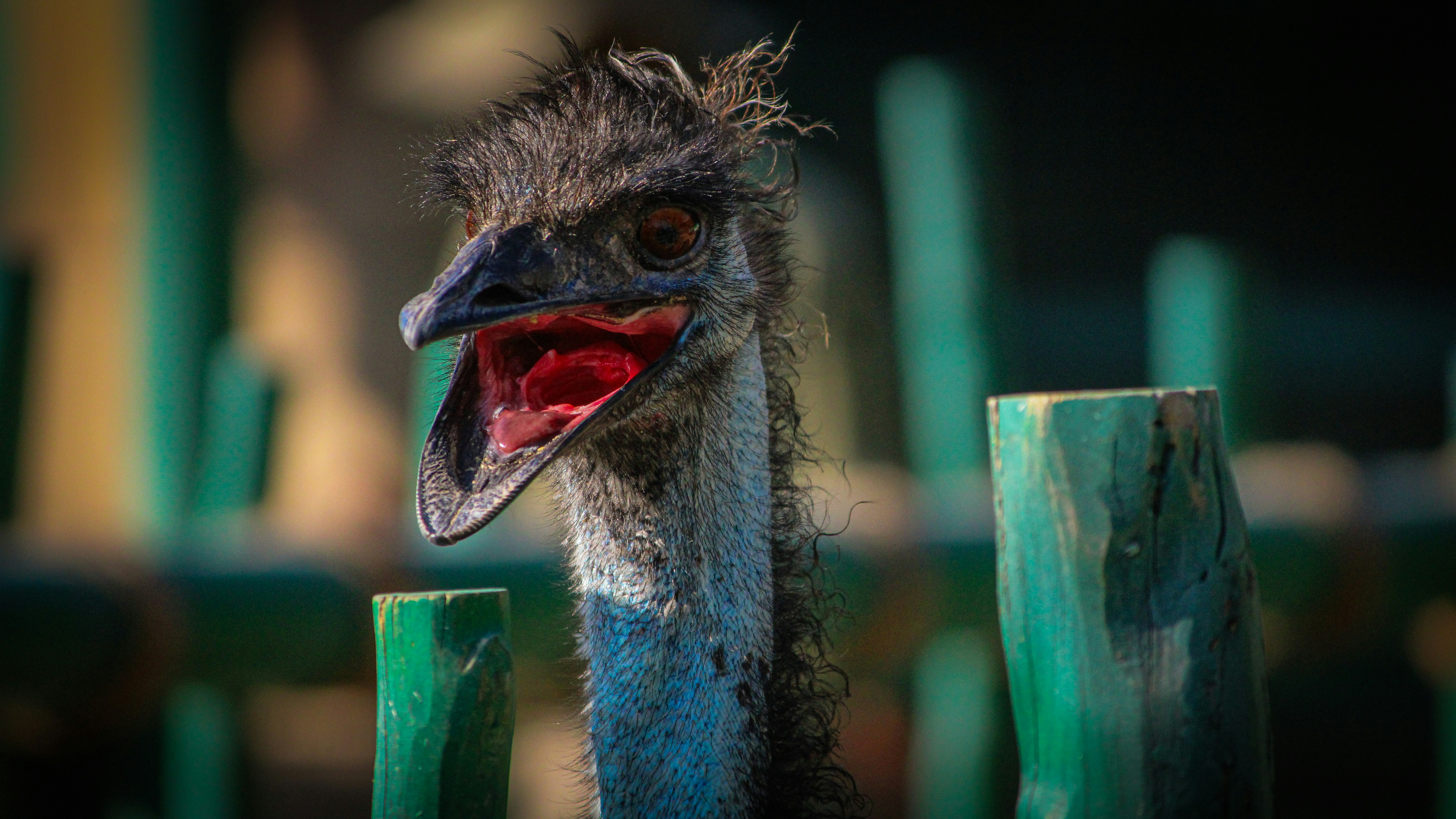 Nahaufnahme eines Straußes in der Nähe eines Zauns
