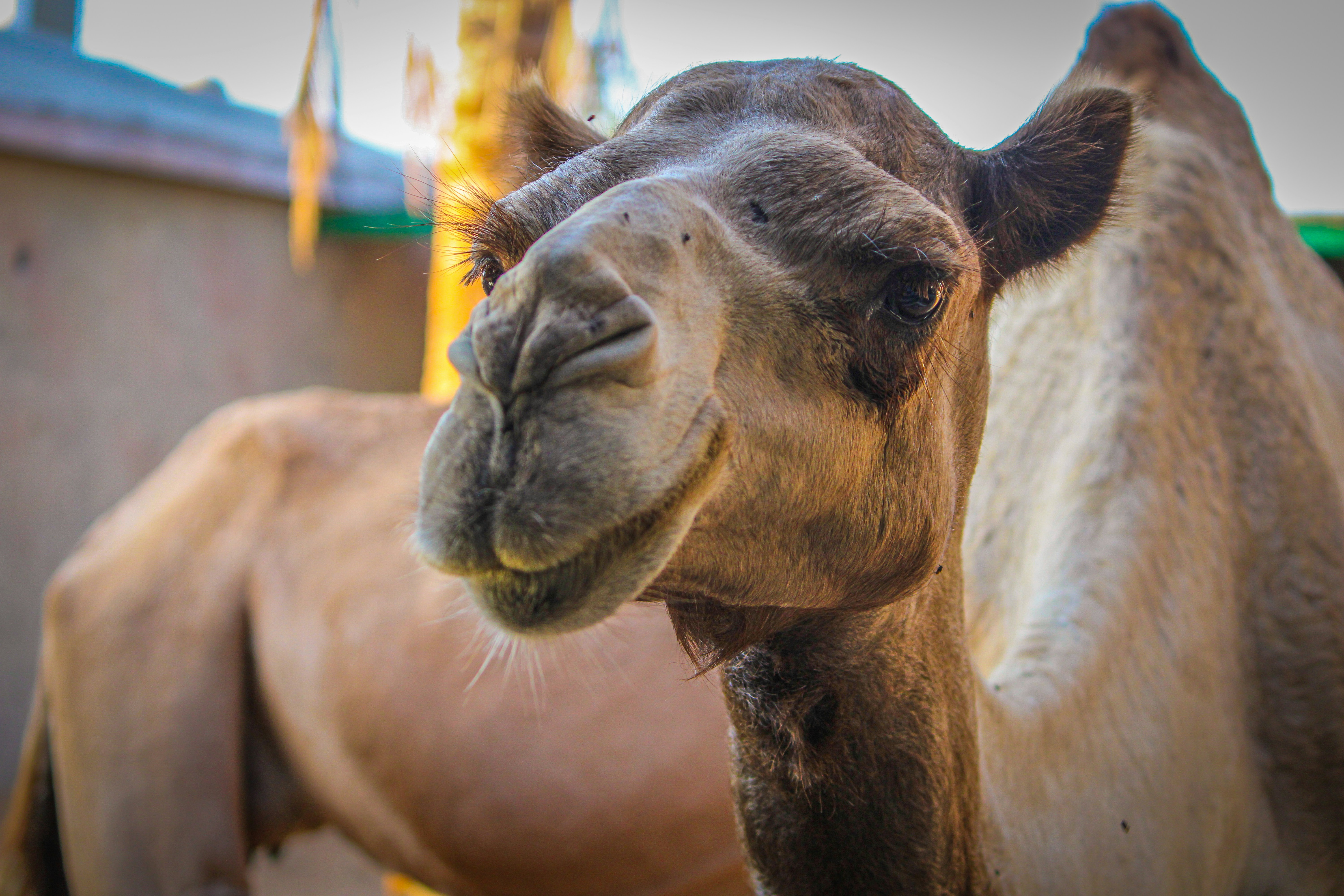 Eyes Built for Sandstorm Warfare (image credits: unsplash)