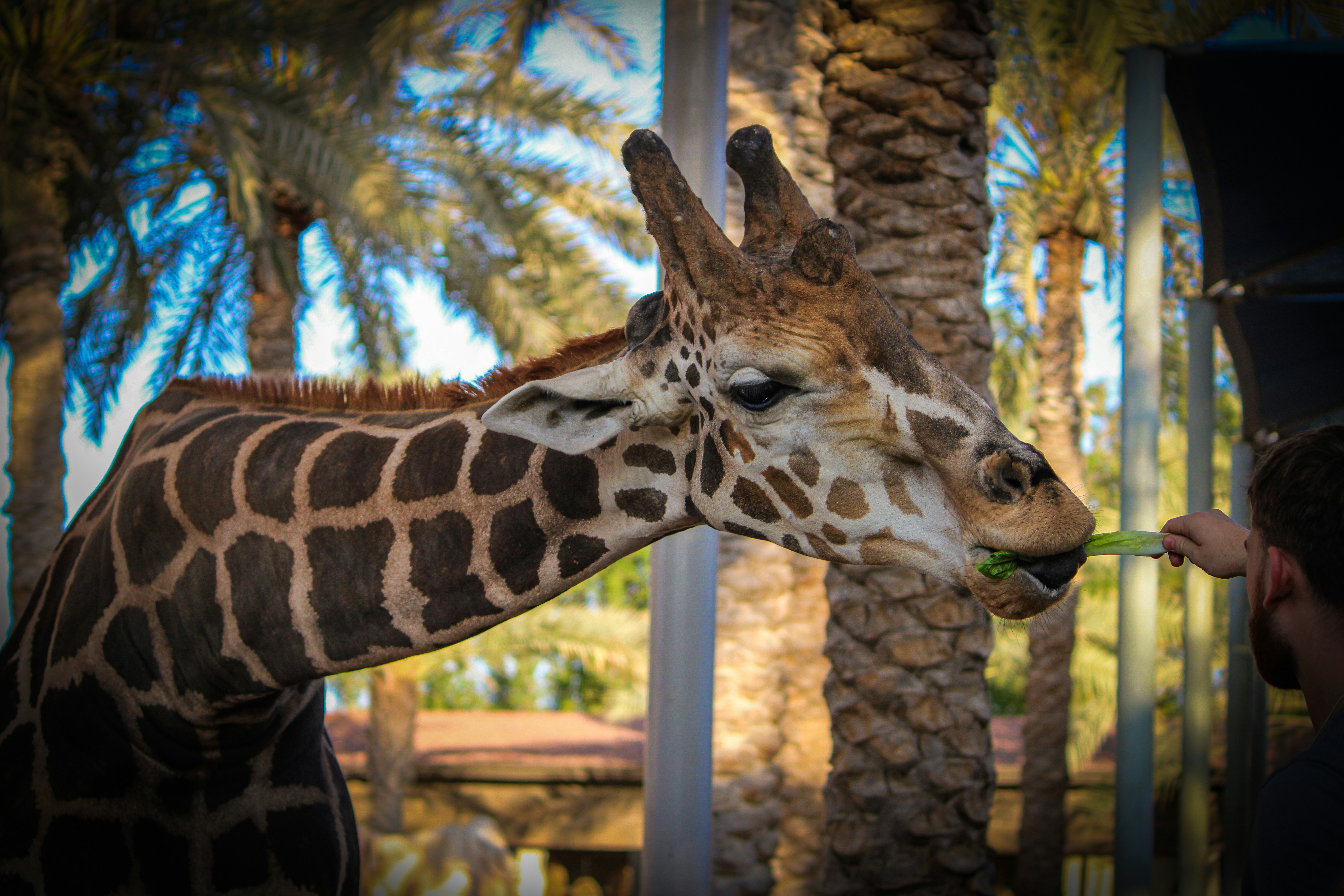 Eine Giraffe, die neben einer hohen Palme steht