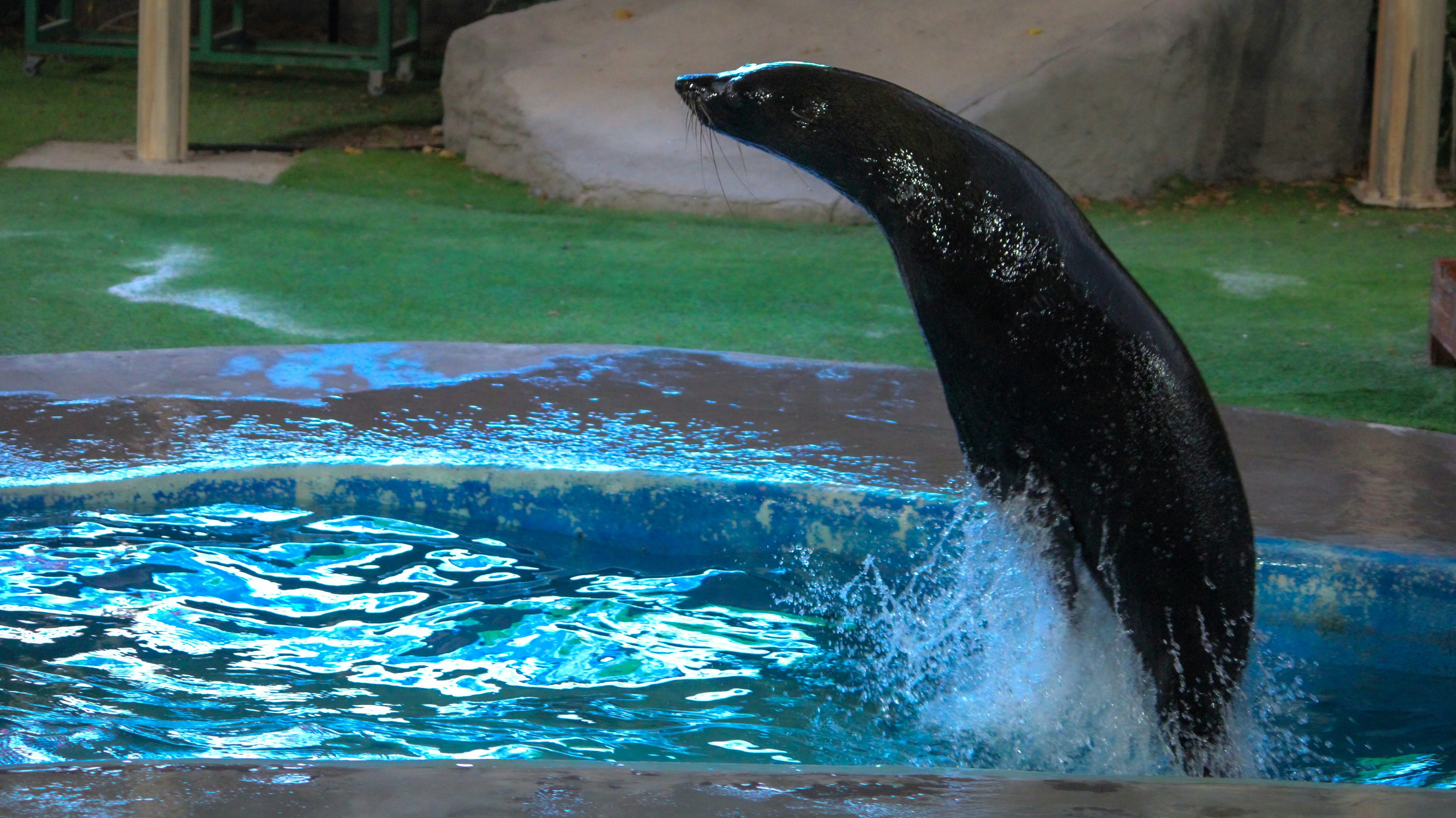 Ein Wal, der aus einem Wasserbecken springt