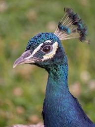 A close up of a peacock with a blurry background