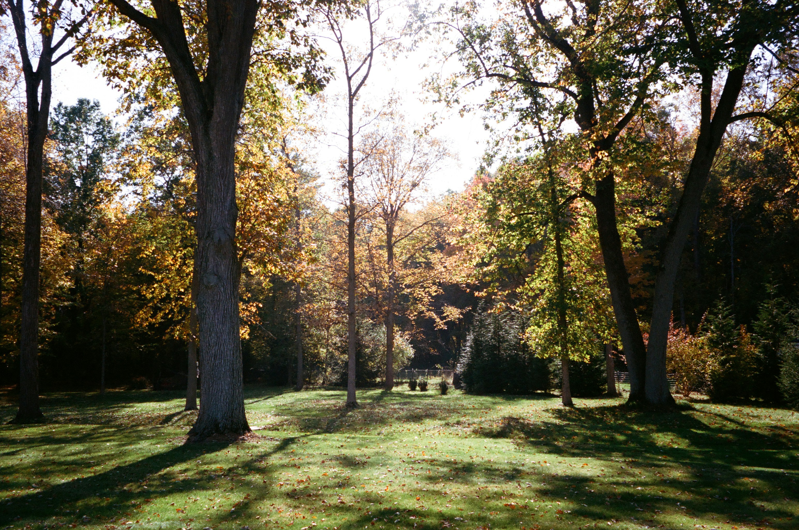 A wide shot of a very large, sprawling lawn with numerous mature trees, some with colorful fall foliage, indicating a significant amount of leaf fall. - average cost fall lawn clean up