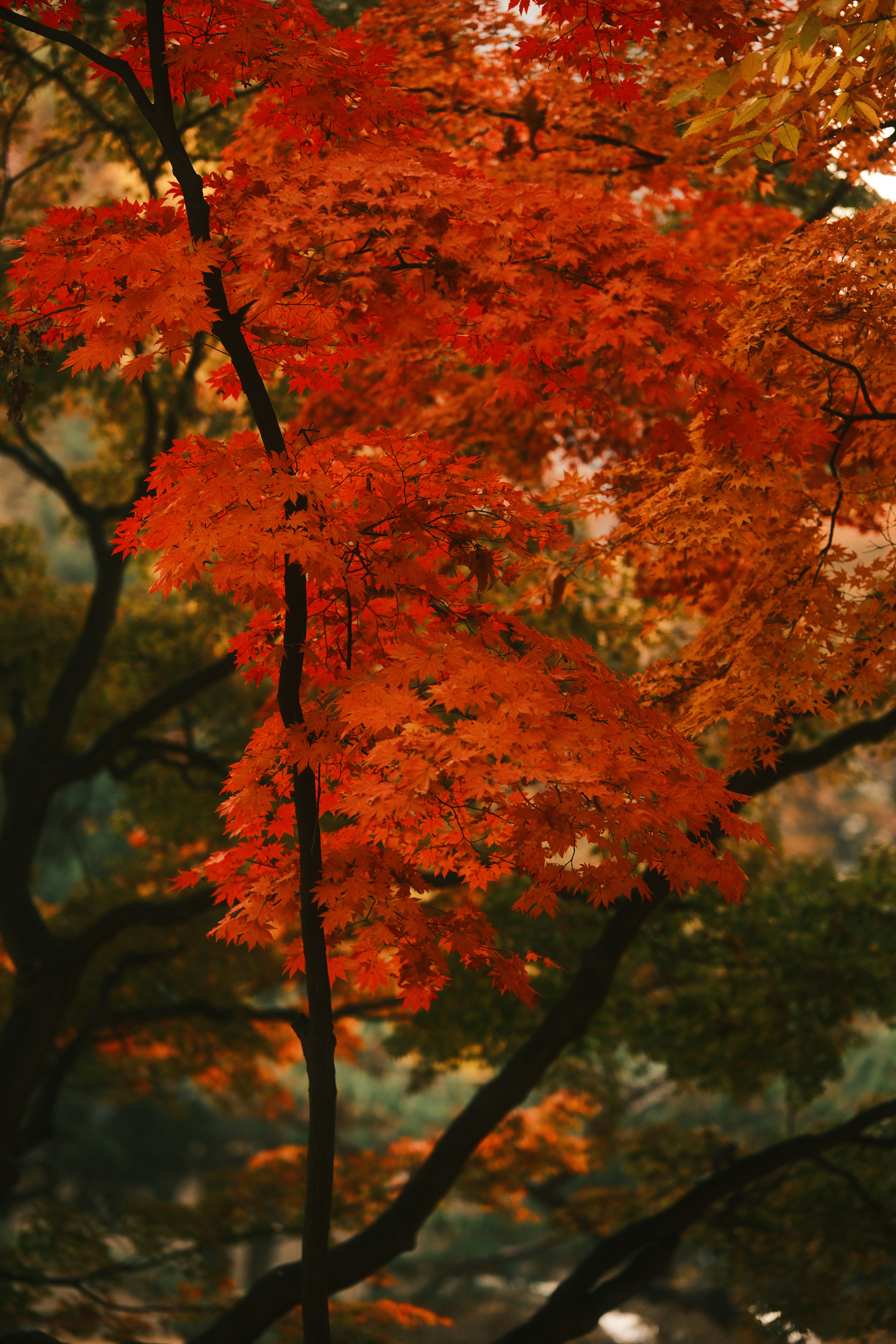 Photo by ginkgoshutter