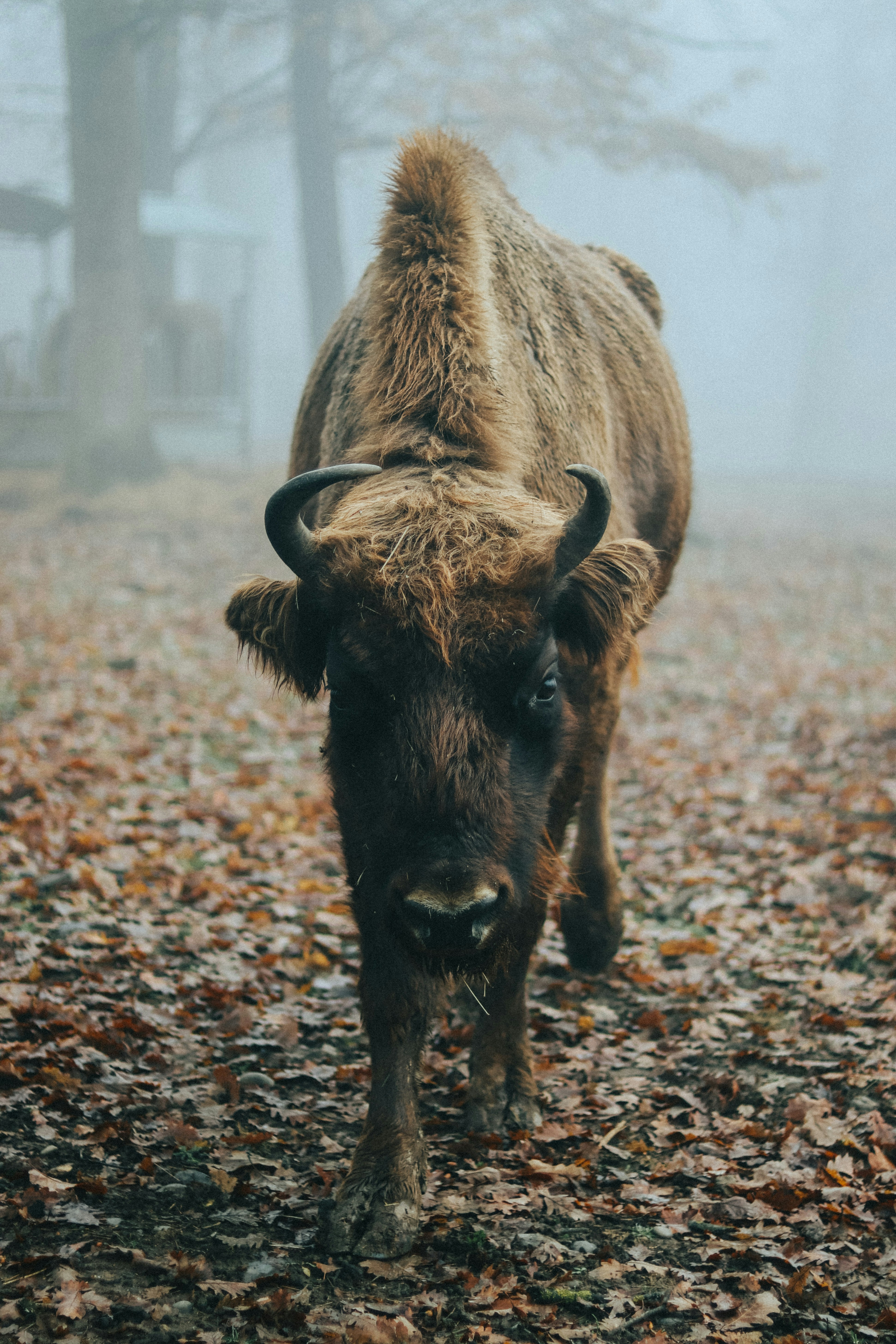 A bison standing in the middle of a leaf covered field