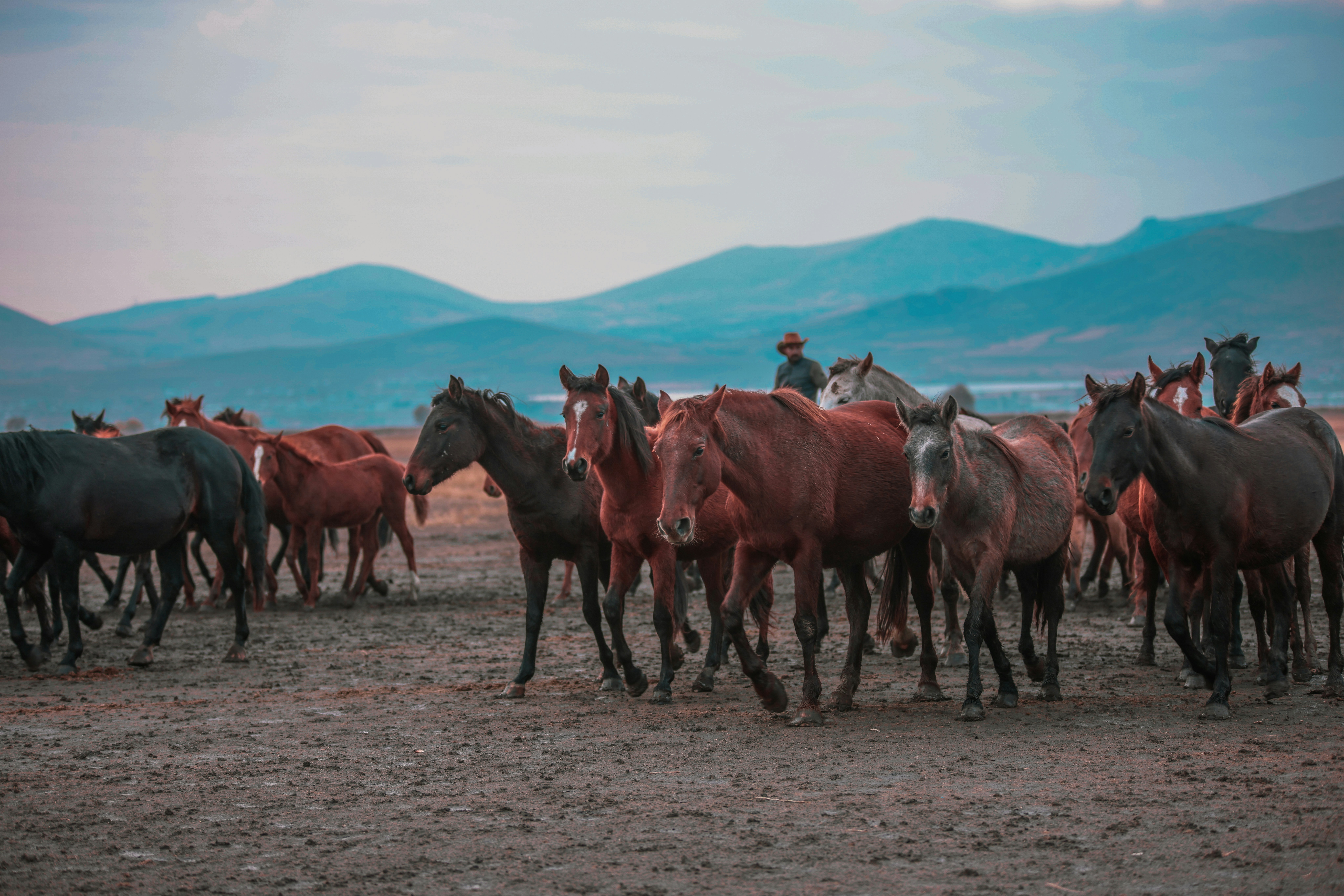 A herd of horses running across a dirt field