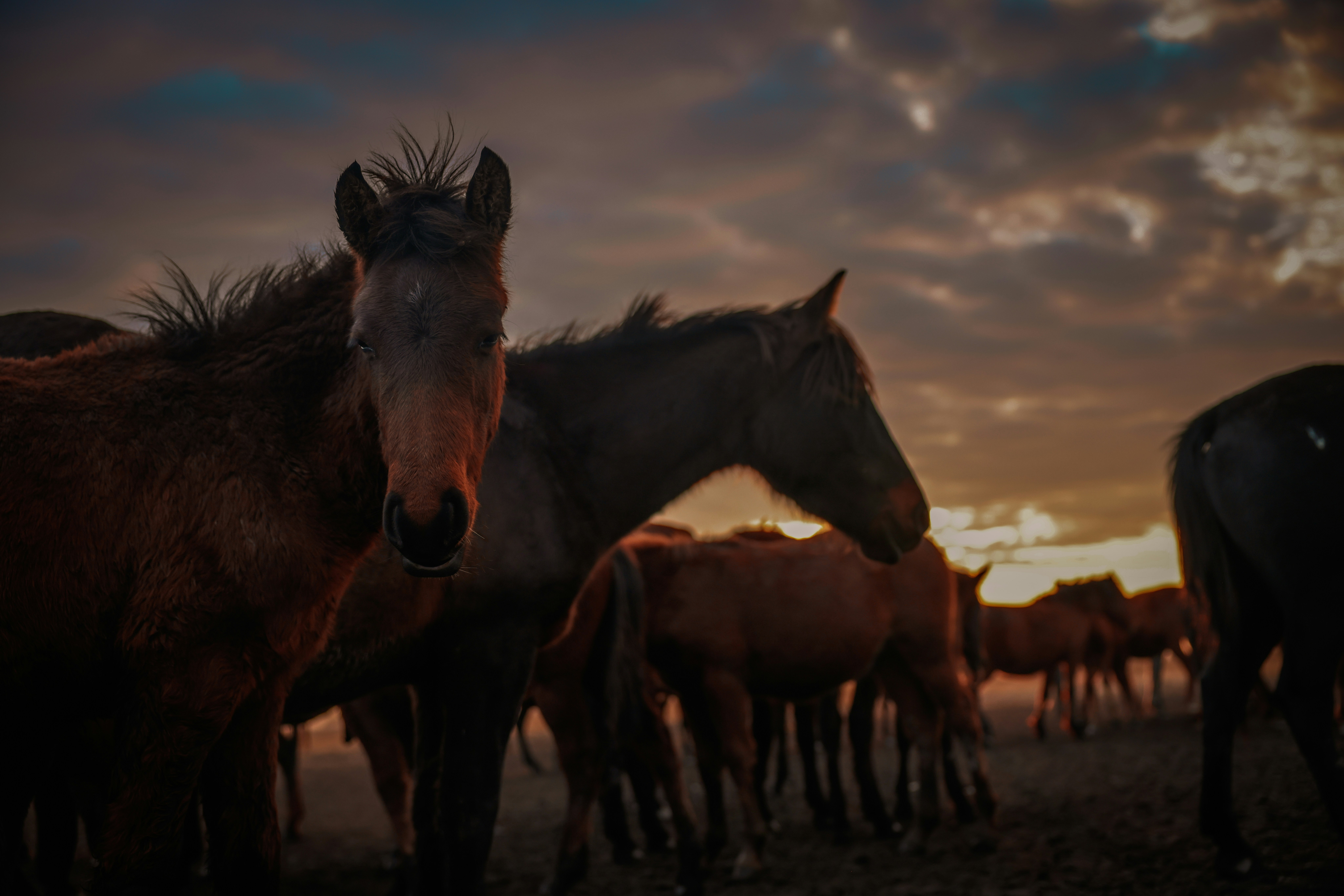 A herd of horses standing on top of a grass covered field