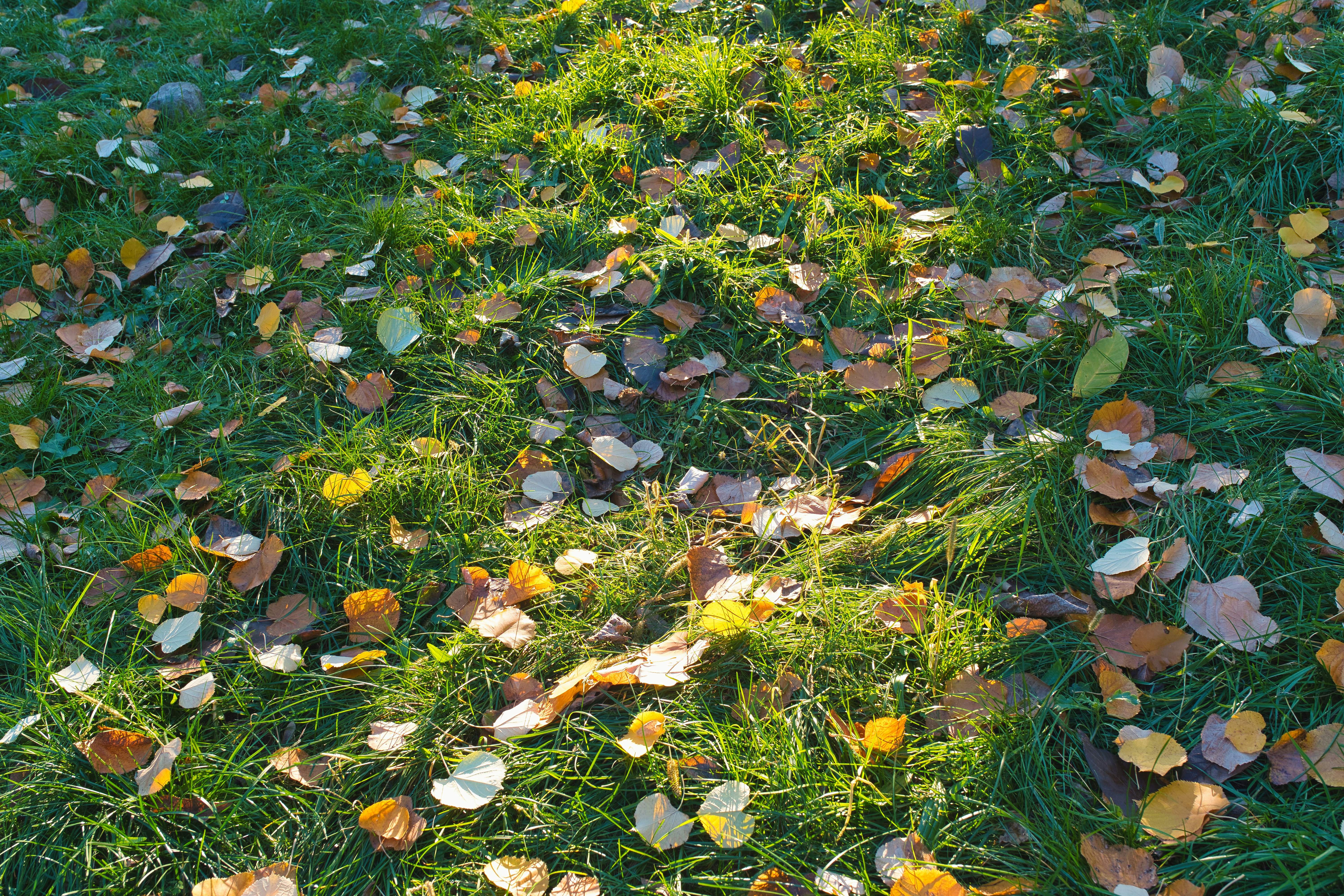 A neat, clear lawn contrasted with a debris-filled one - expert tree debris removal