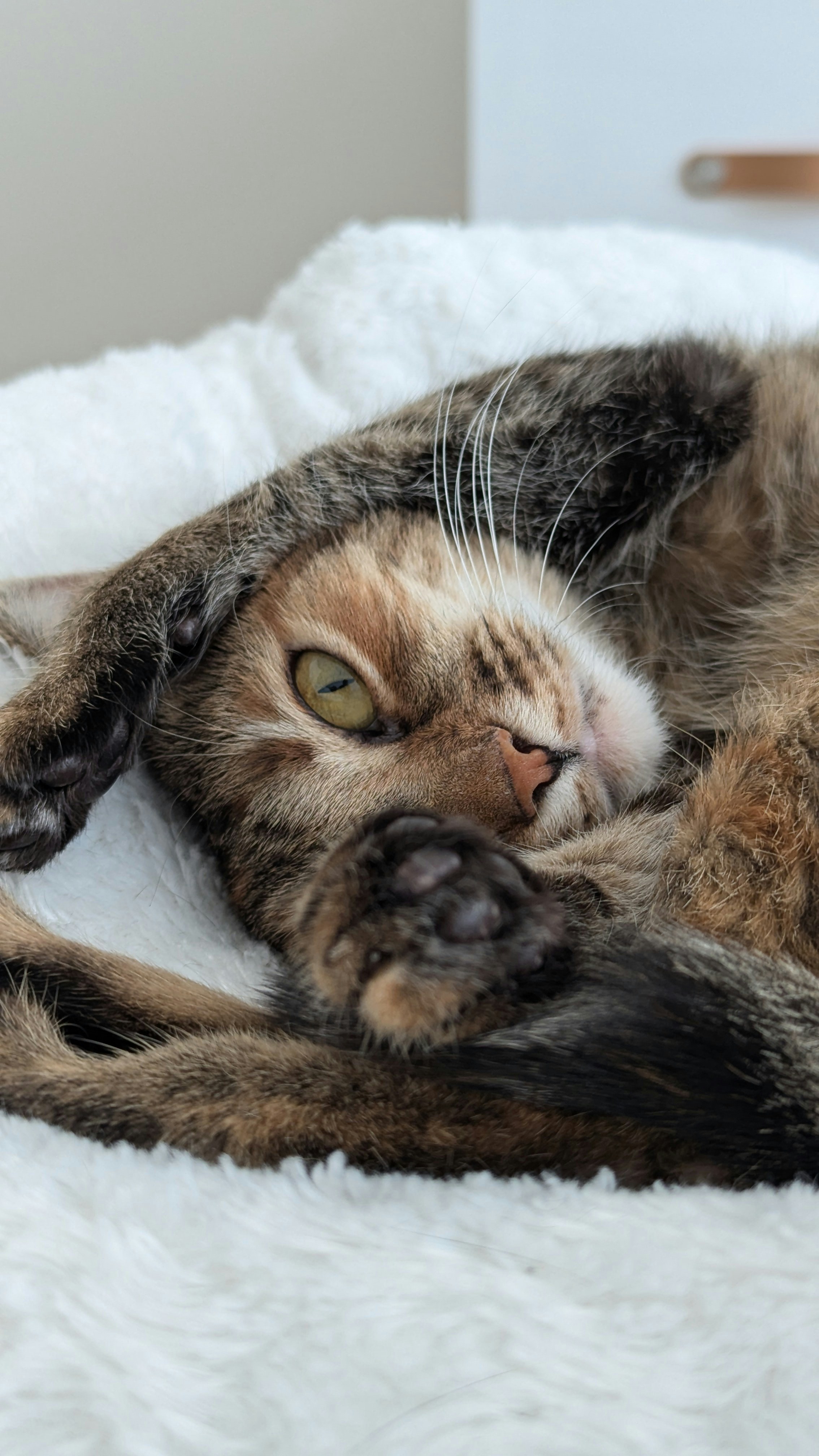 A cat that is laying down on a blanket