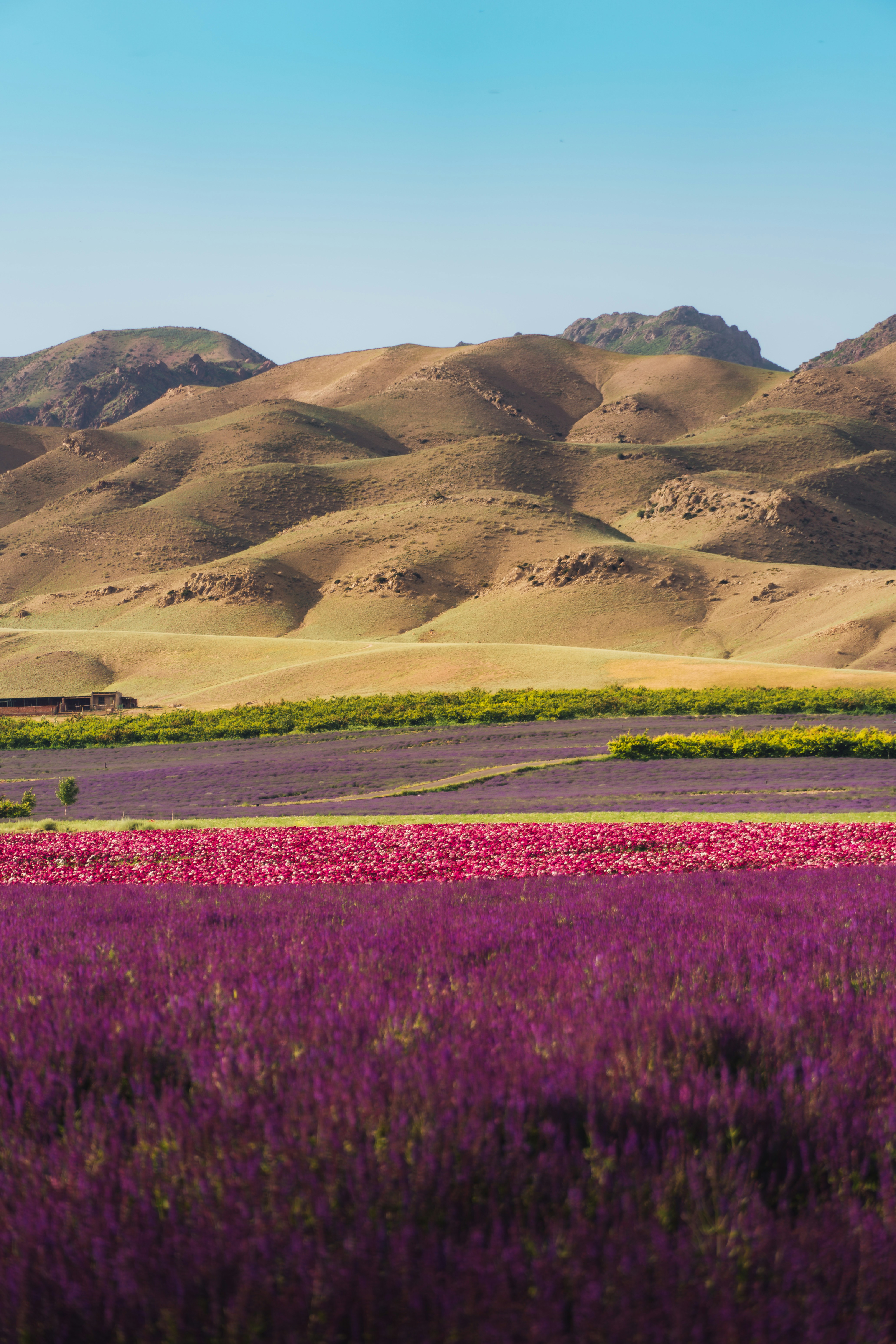 A field of purple flowers with mountains in the background