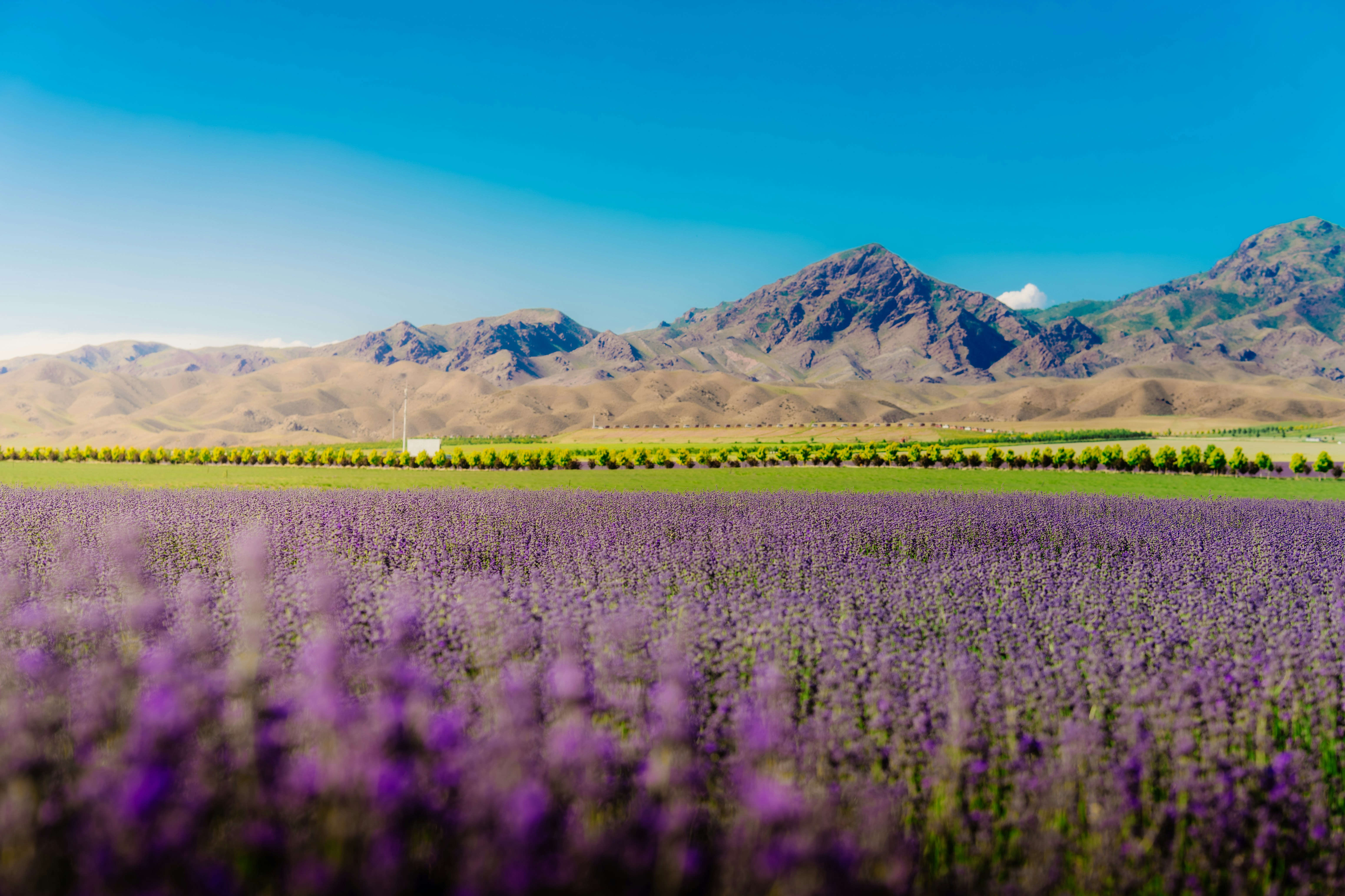 A lavender field with mountains in the background
