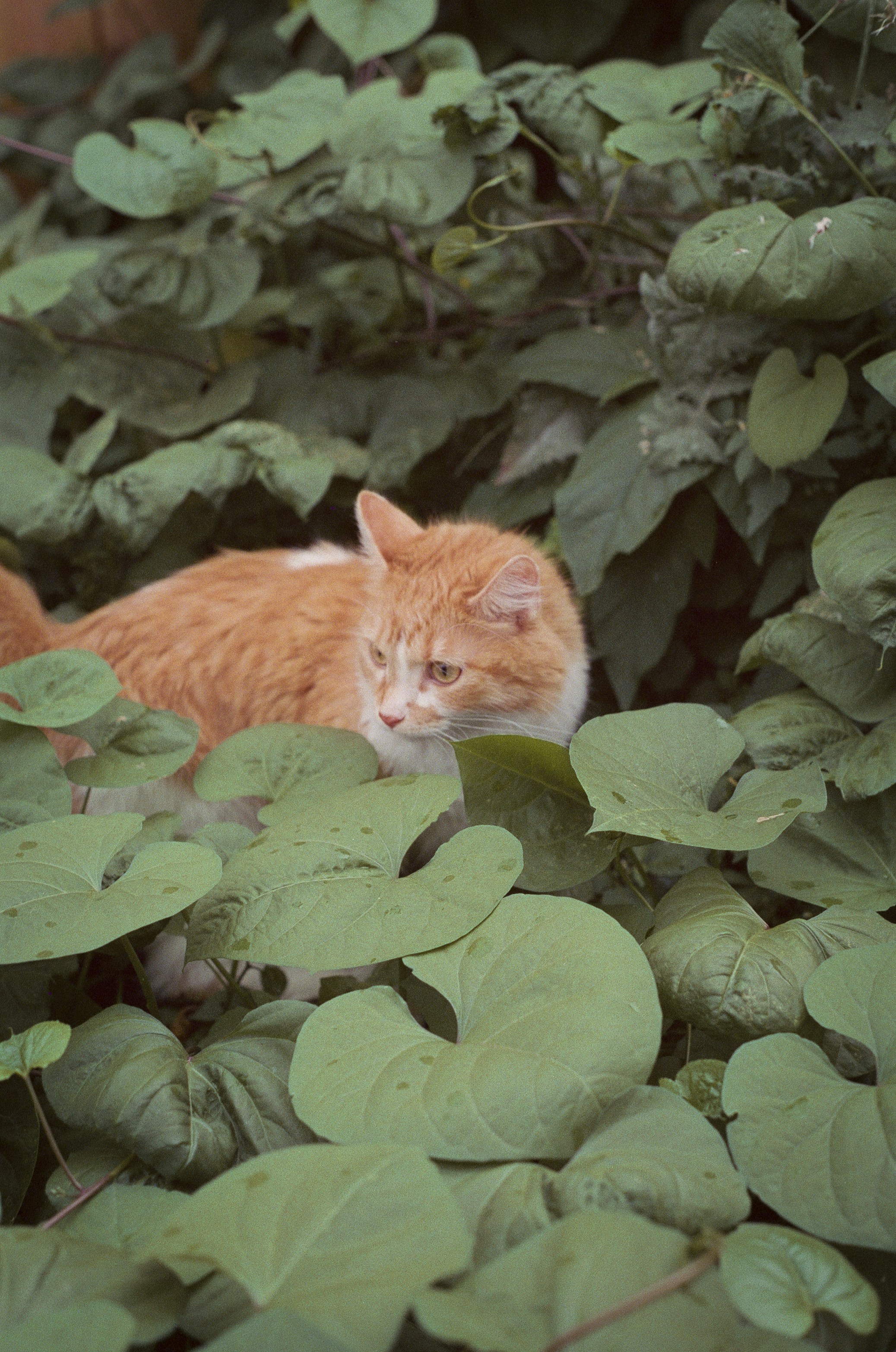 An orange and white cat sitting in a bush