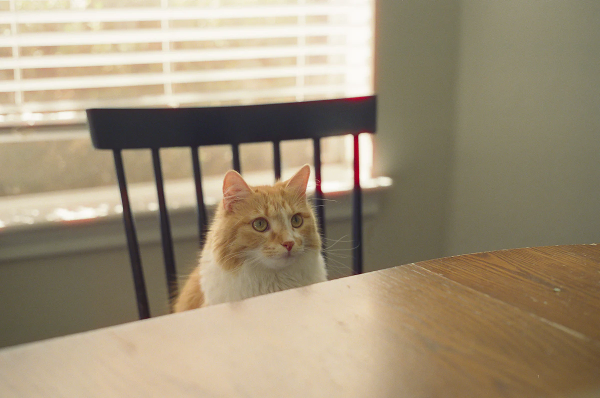 Chat roux et blanc assis à table, quémandant de la nourriture
