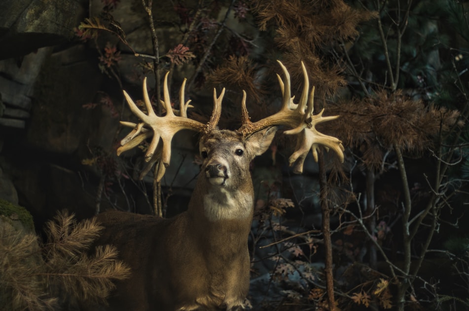 Large whitetail buck in an Indiana agricultural field edge in the fall