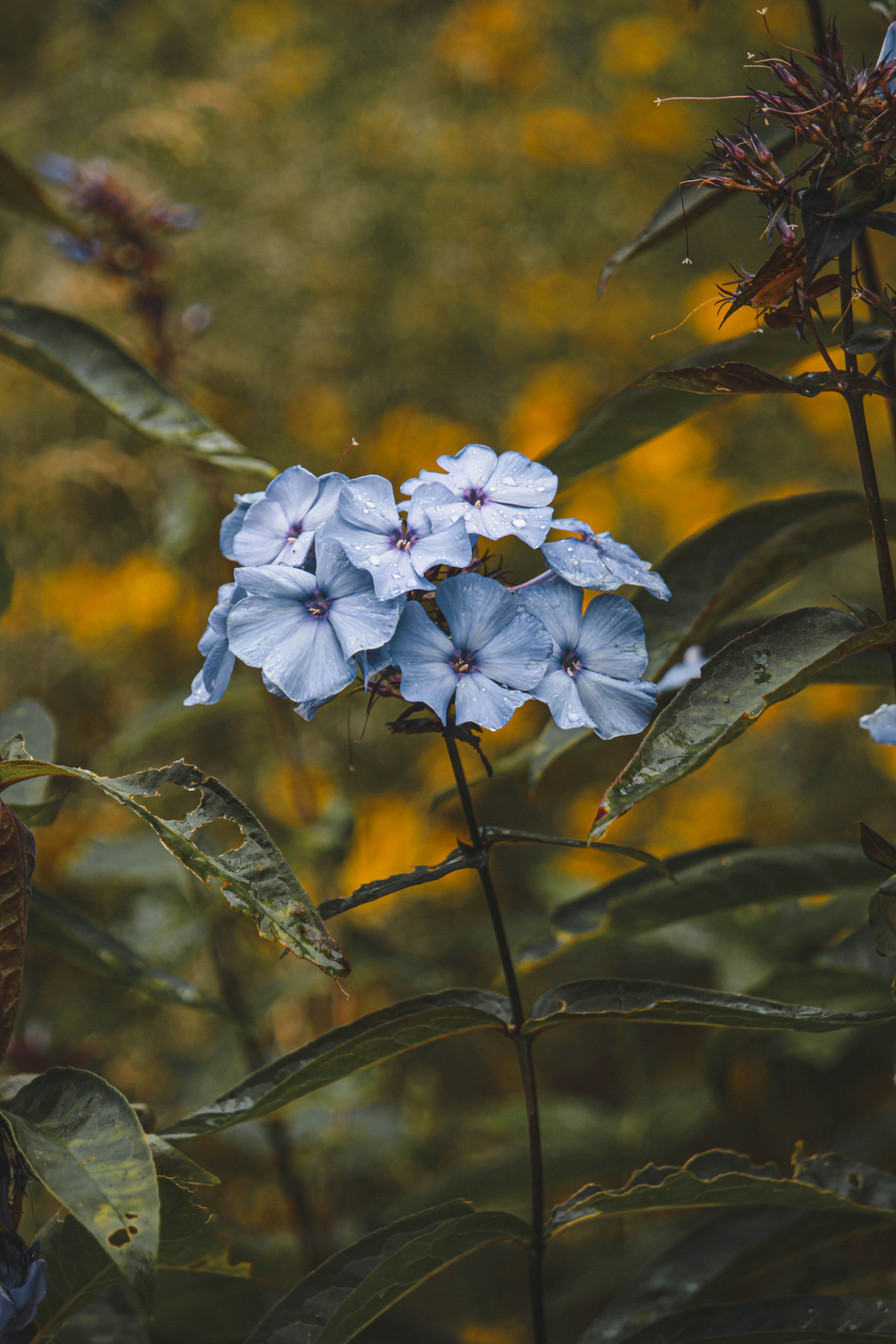 Flowers In Nature Pictures | Download Free Images on Unsplash
