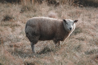 A sheep standing in a field of tall grass