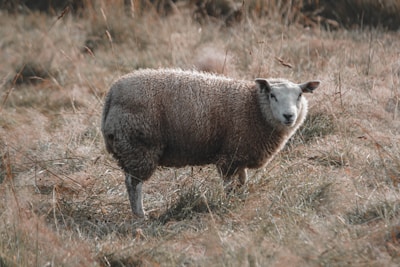 A sheep standing in a field of tall grass