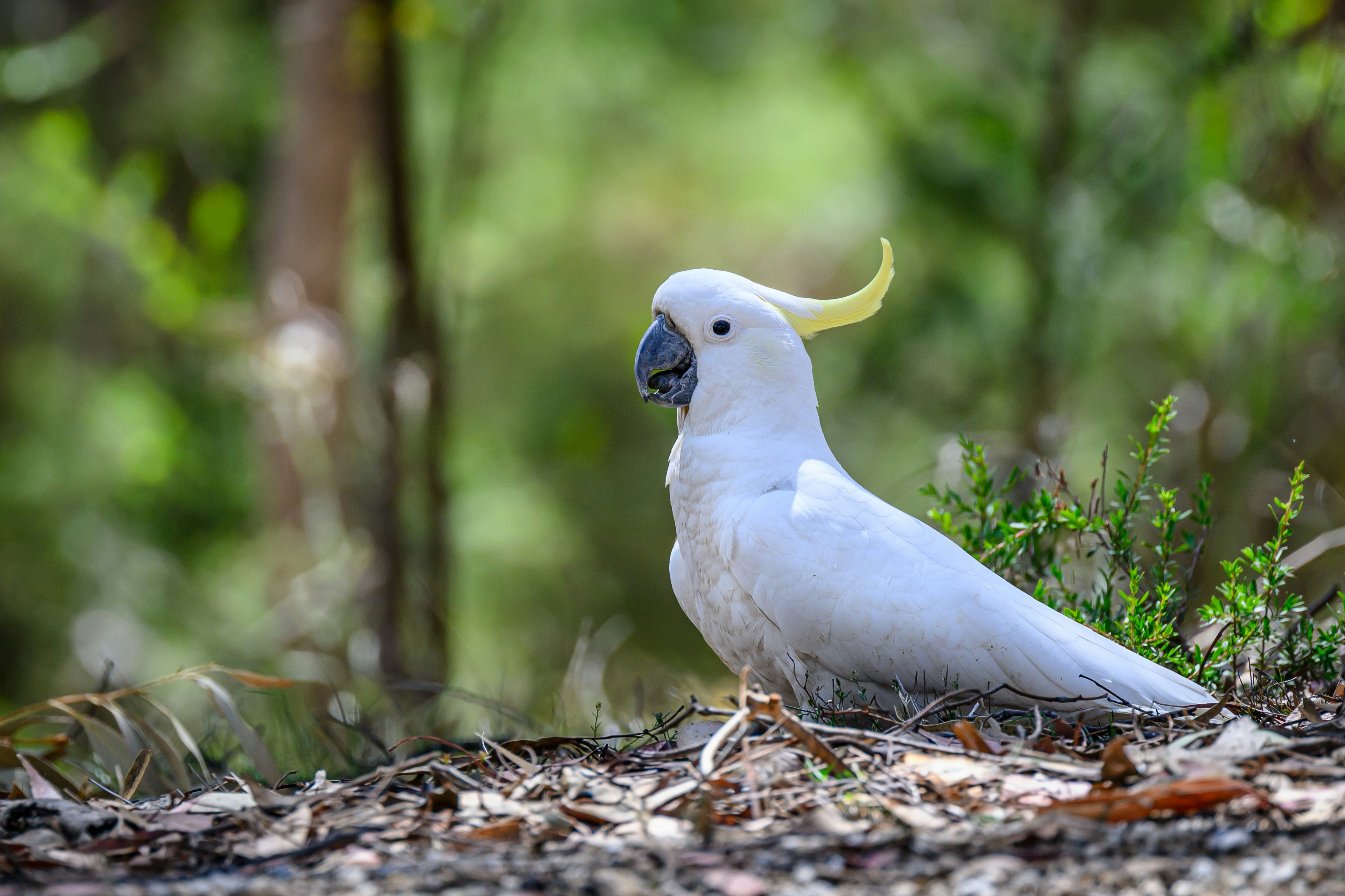 Cockatoo, Victoria
