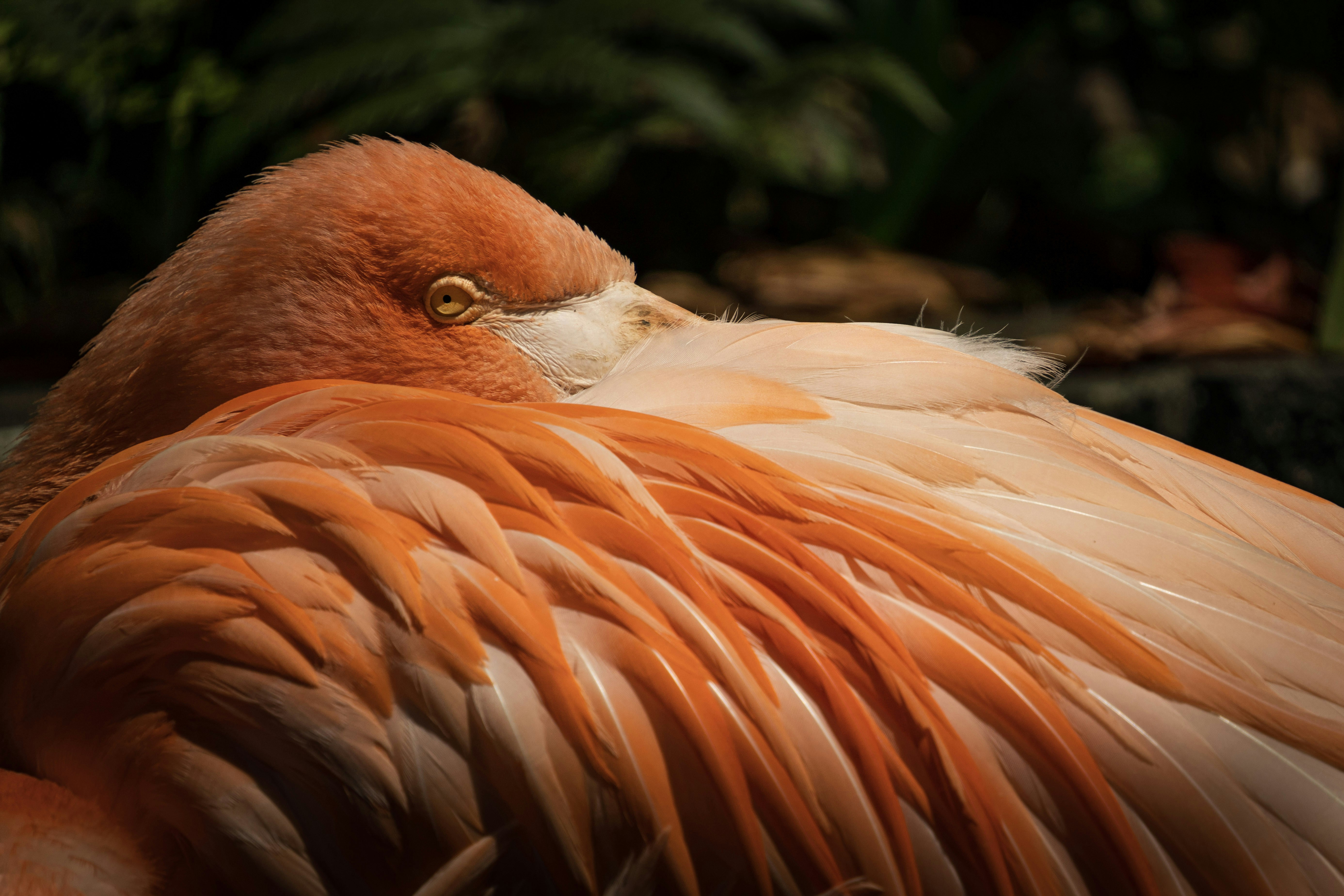 A close up of a bird with a long neck