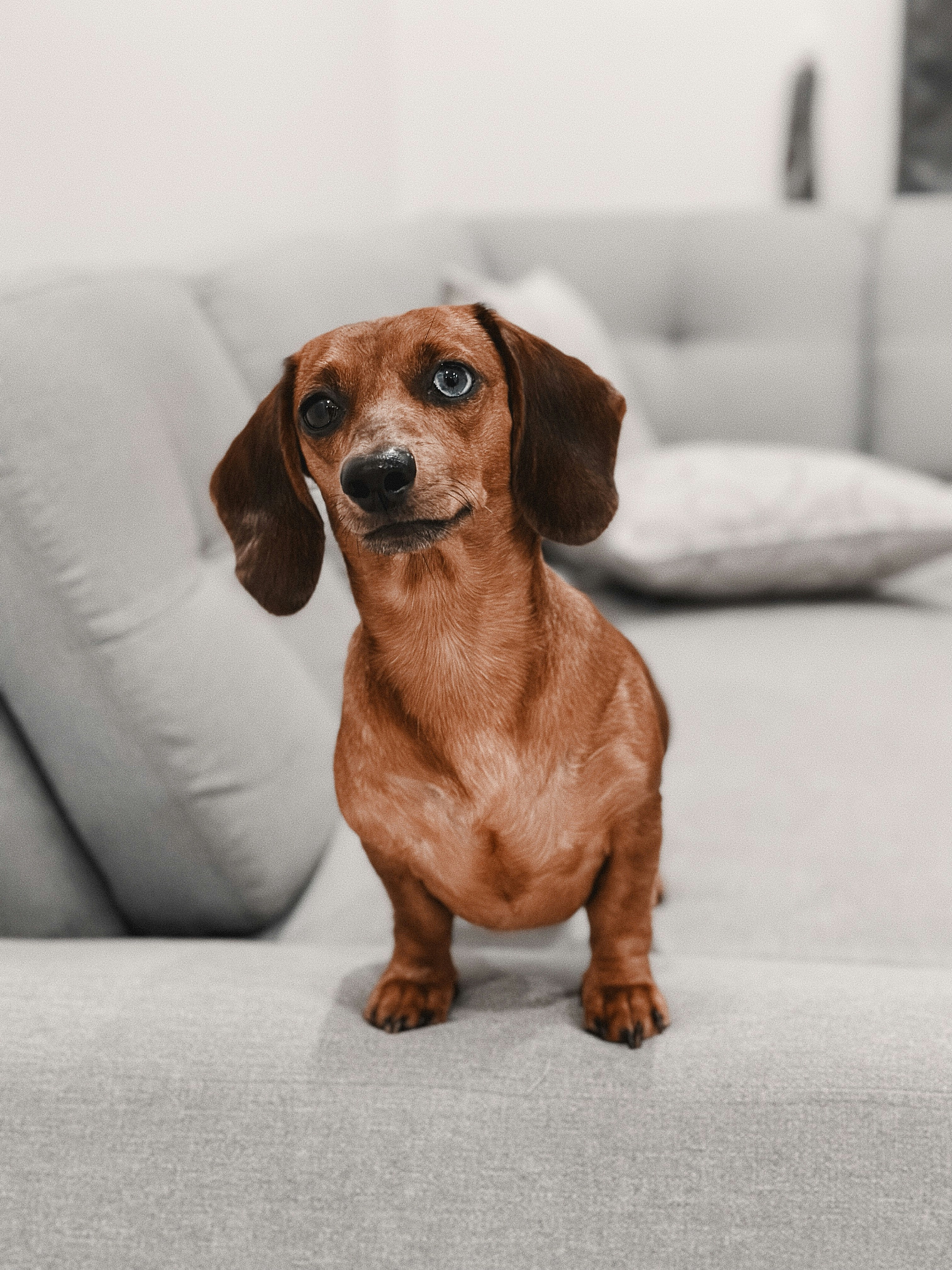 Do Dachshunds Kiss a Lot? Understanding Their Affectionate Nature