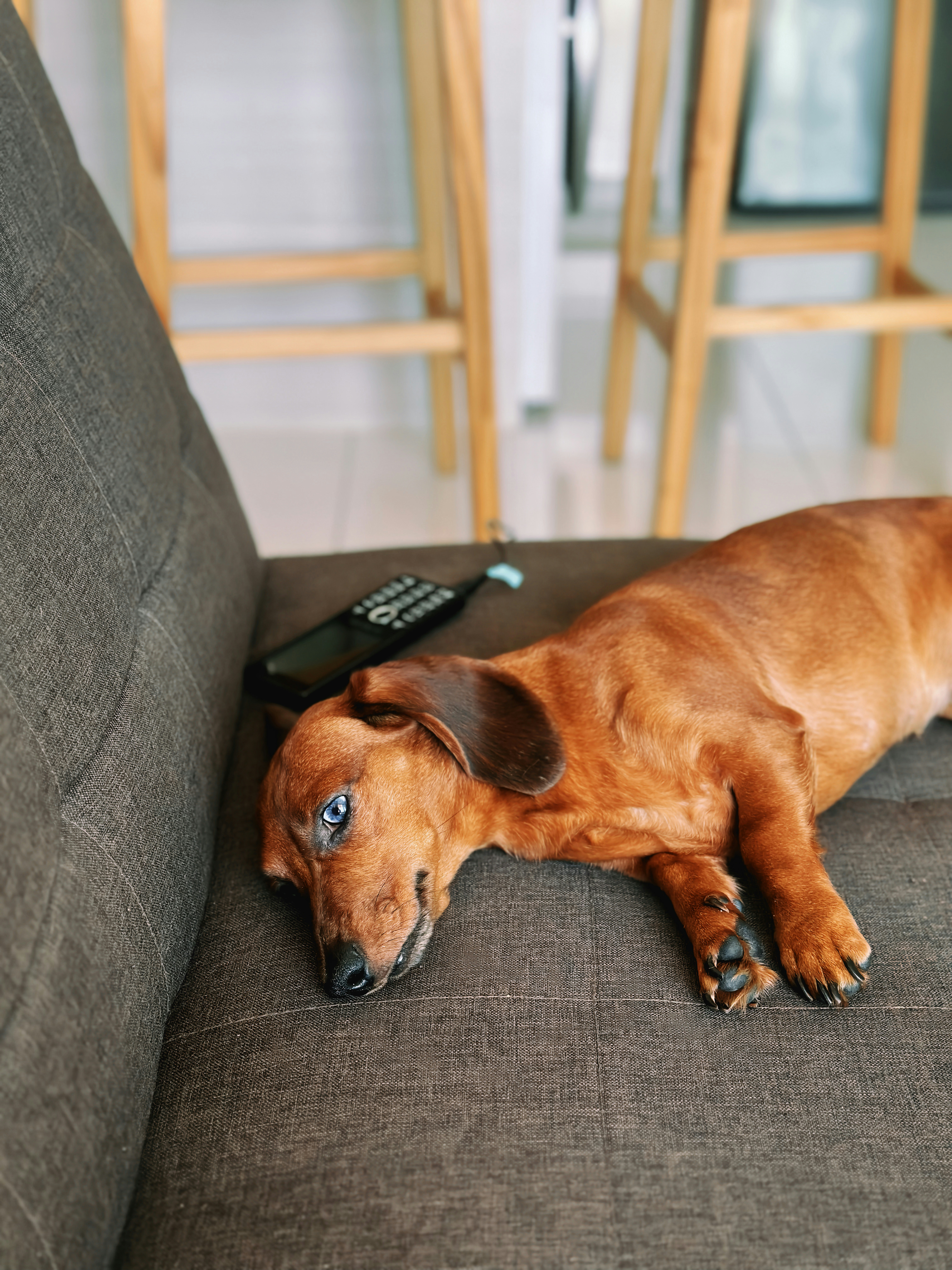 Do Dachshunds Kiss a Lot? Understanding Their Affectionate Nature