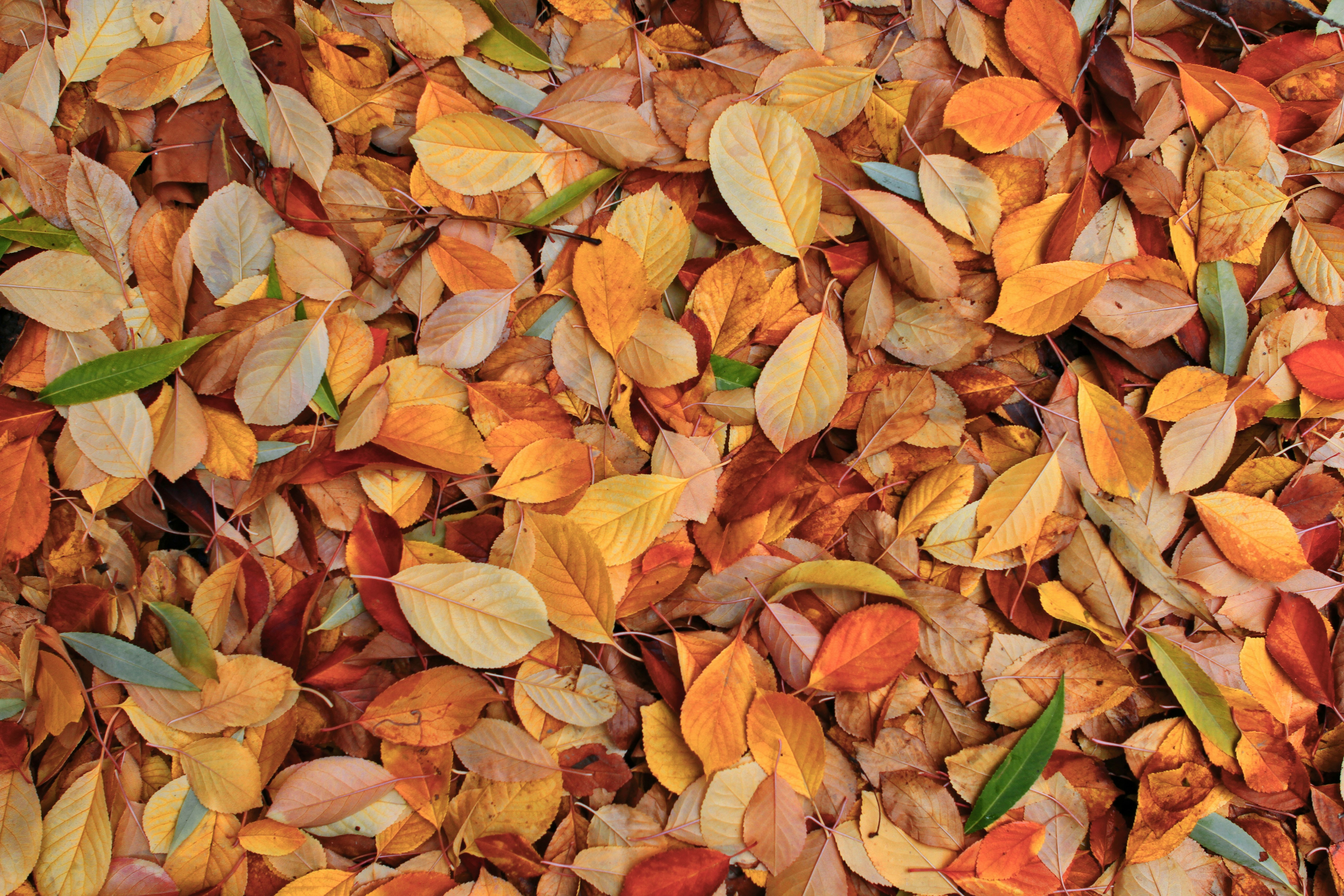 Photo by hasanalmasi