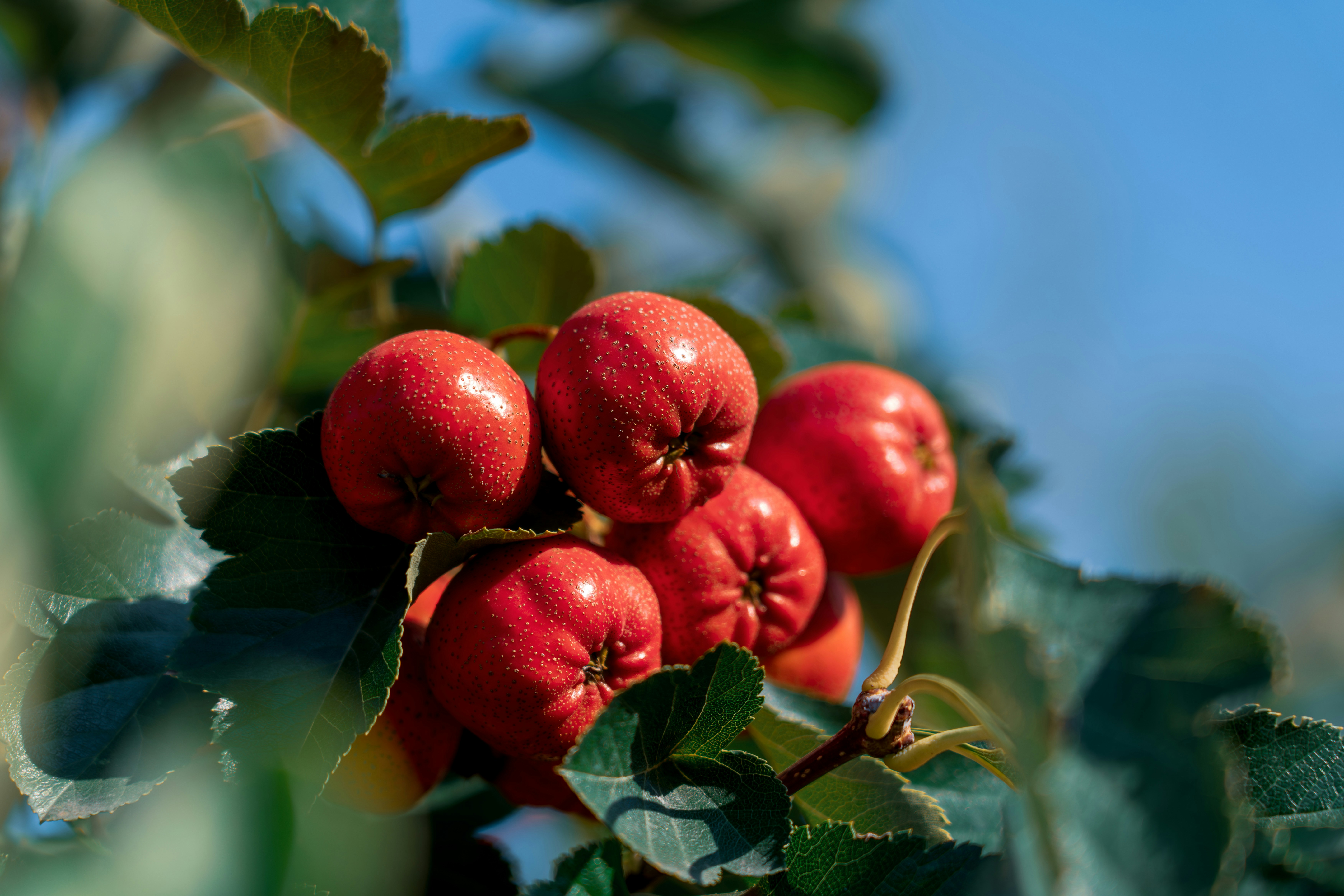 A bunch of red apples hanging from a tree photo – Free Blue Image on ...