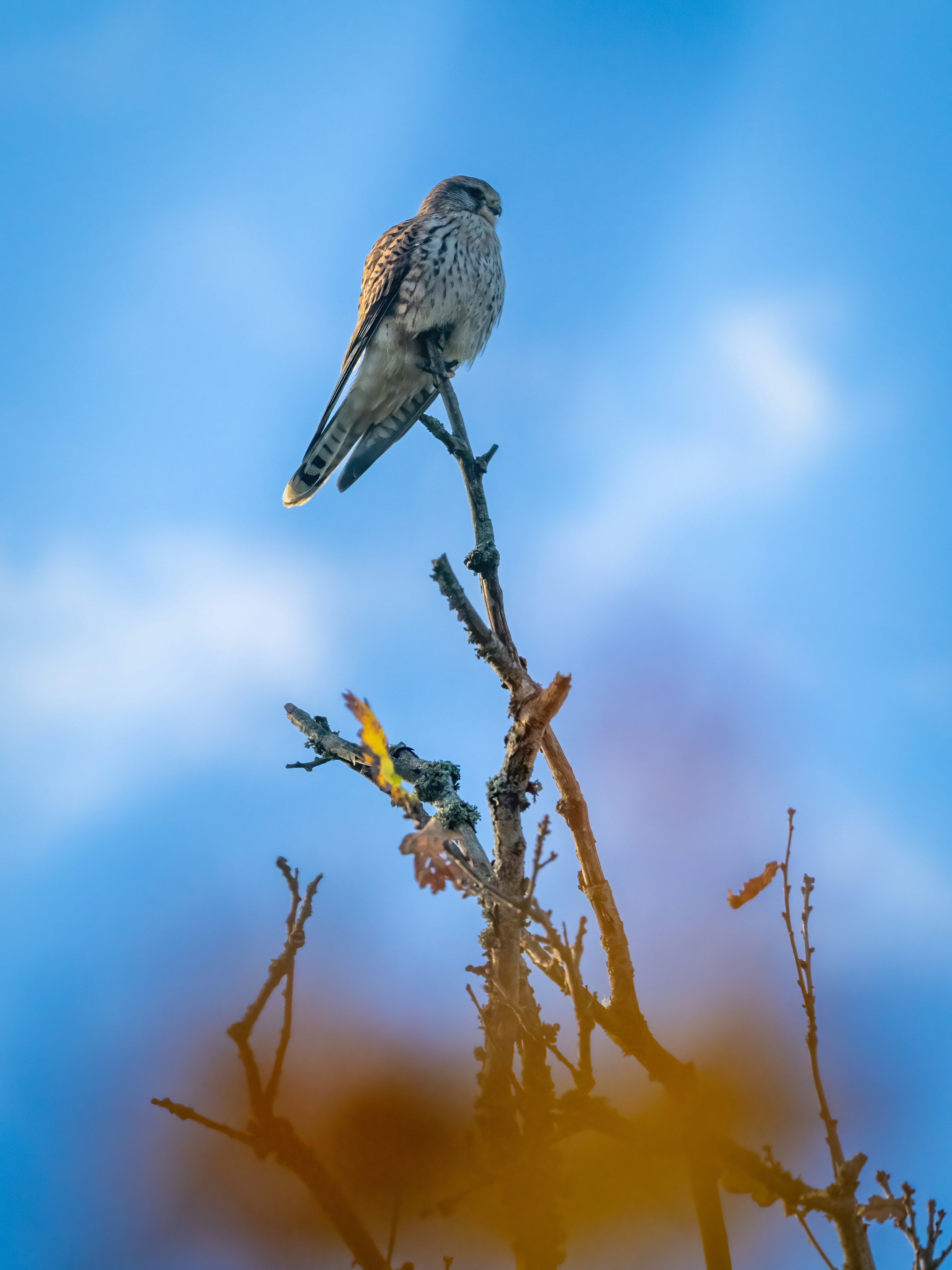 Photo by coombez