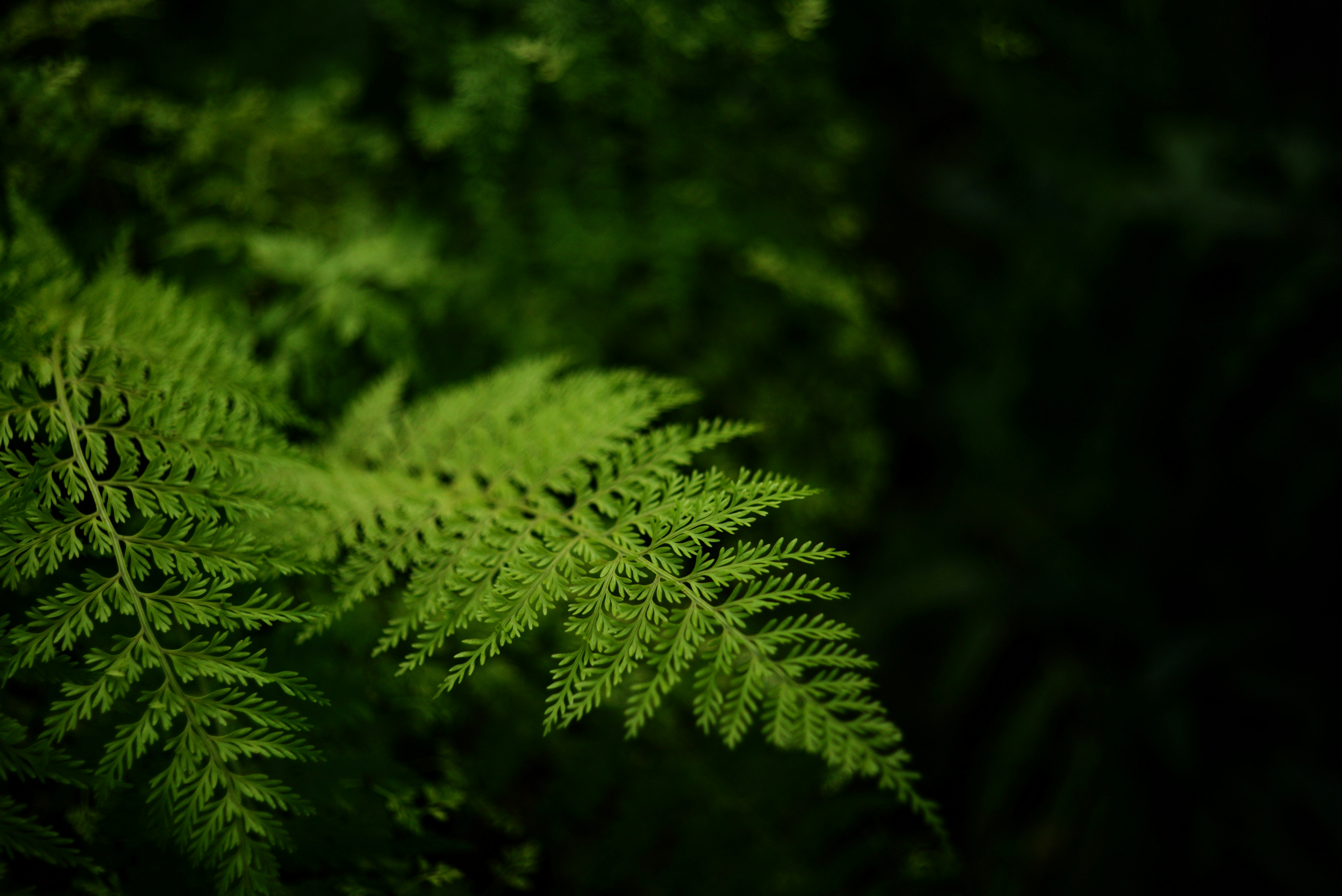 Photo by cherstve_pechivo