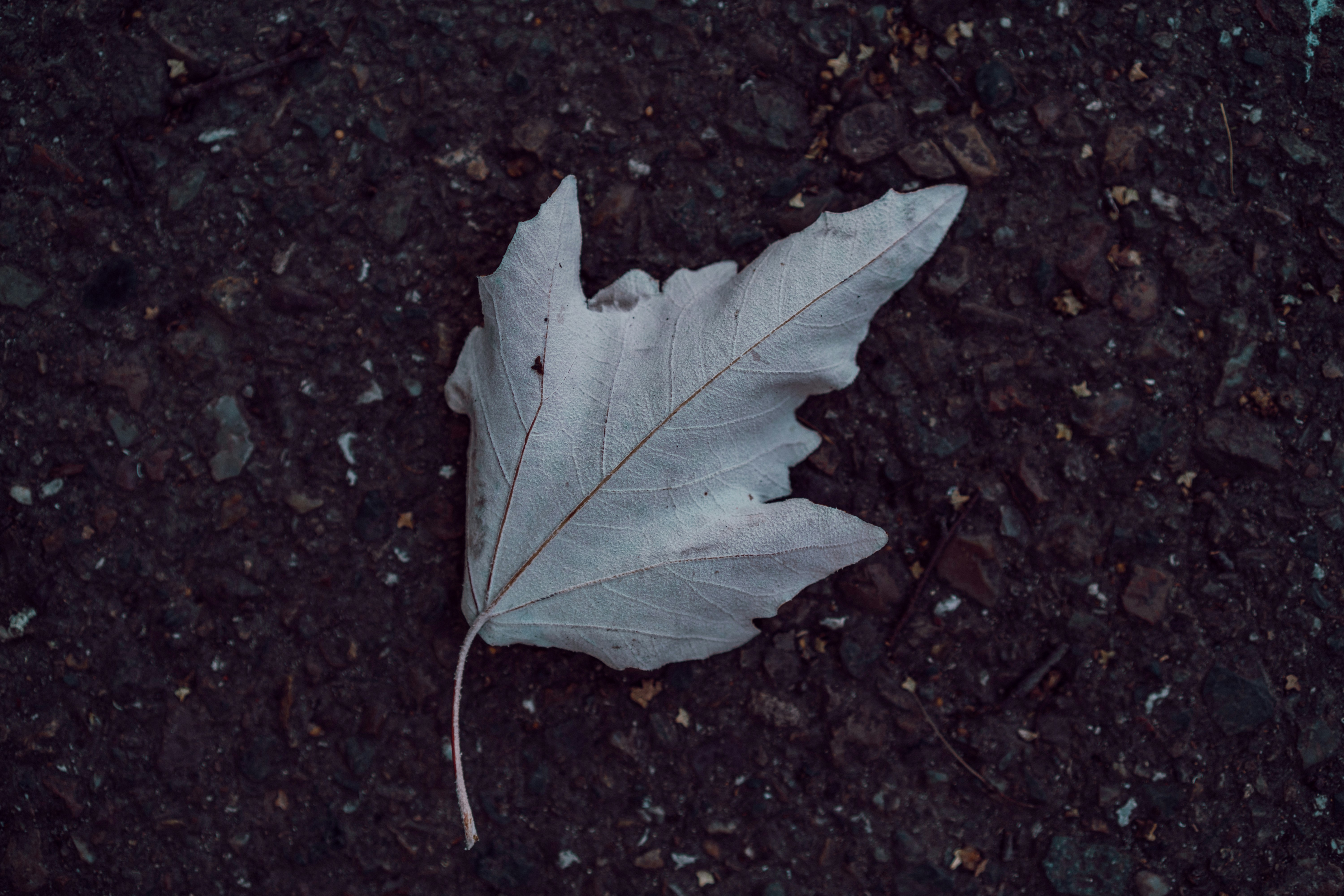 Photo by anamnesis33