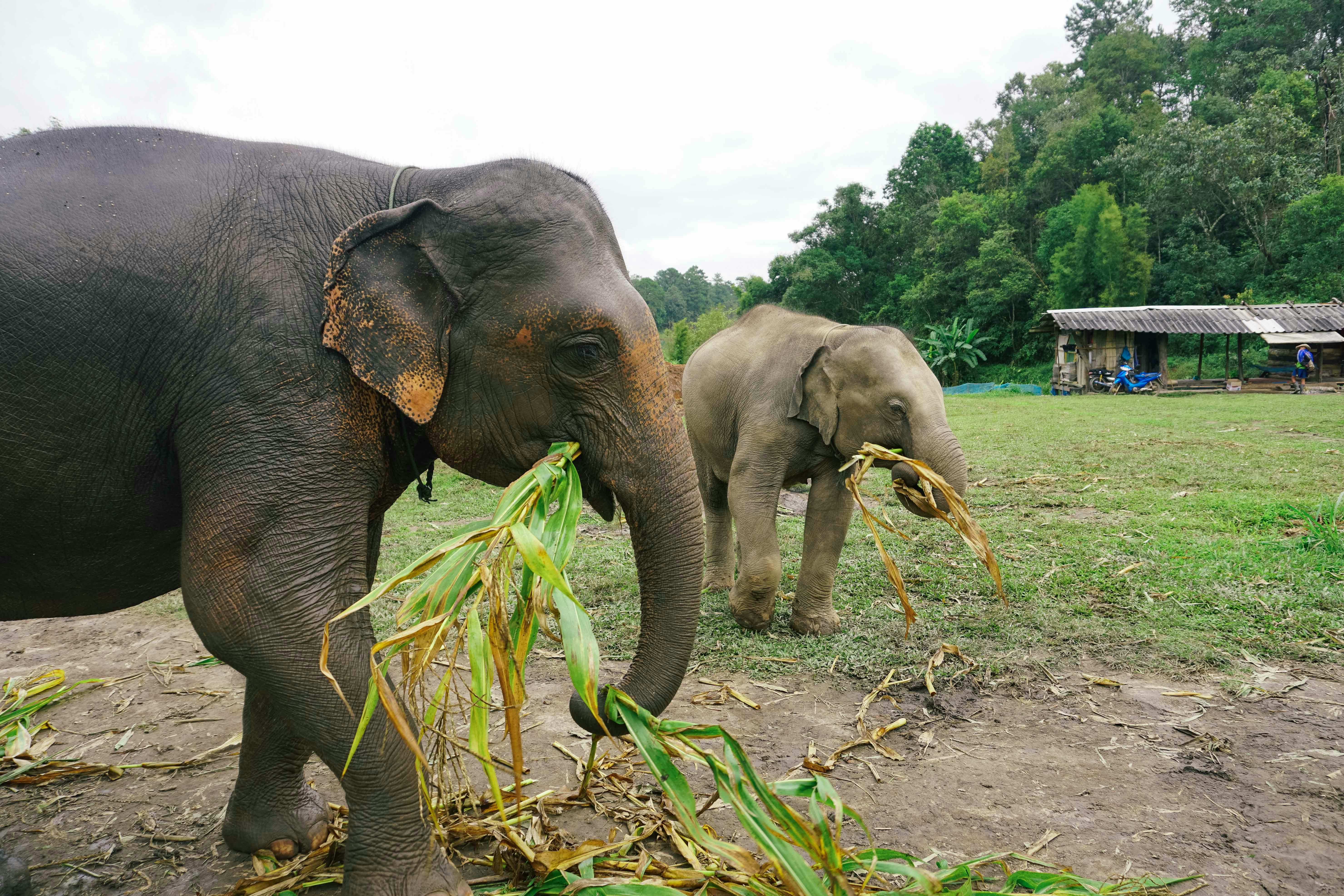 A couple of elephants standing on top of a lush green field