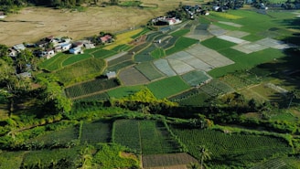An aerial view of a farm land with houses and trees