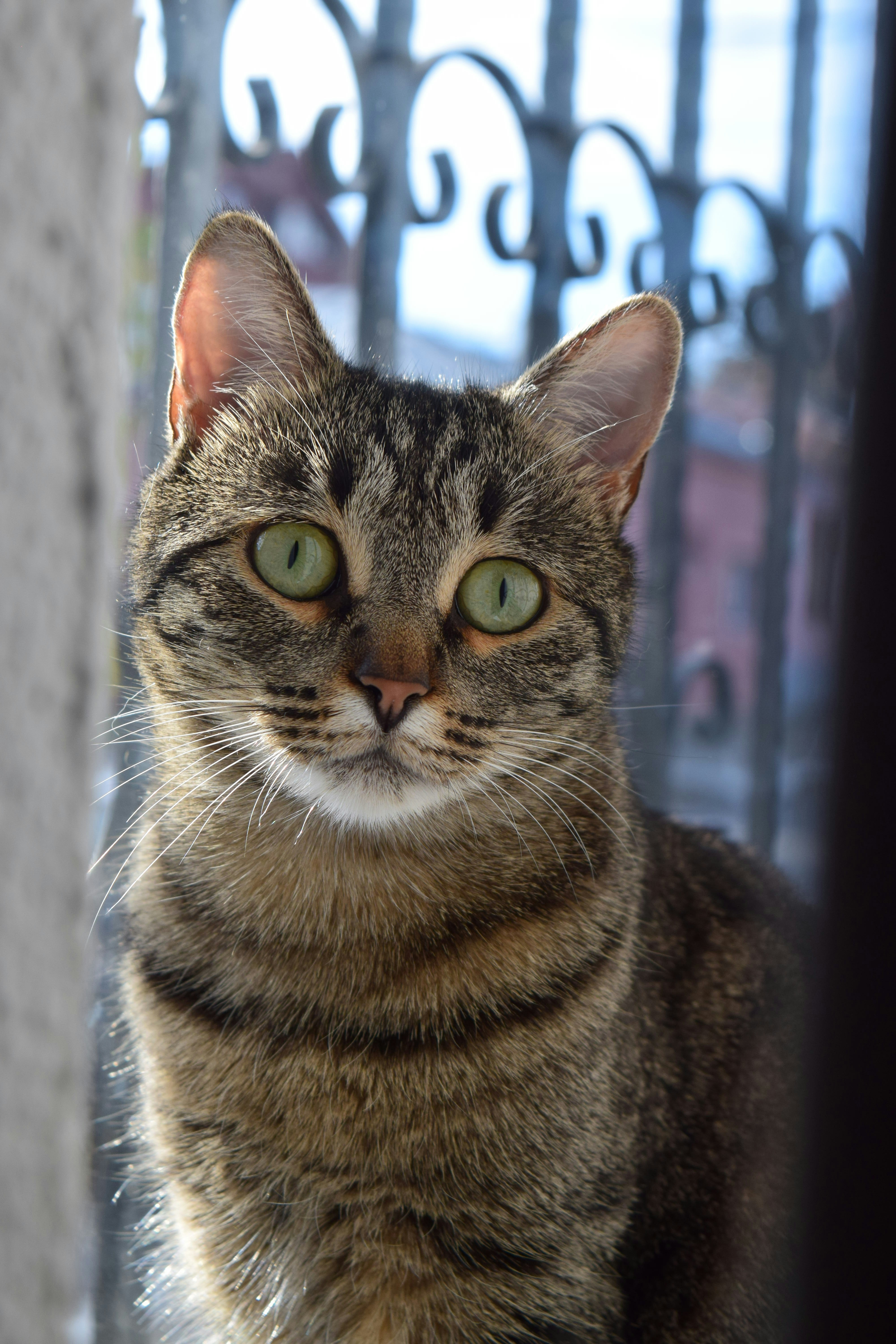 Person petting a cat in an animal shelter