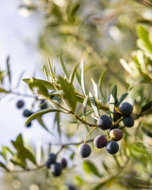 Olives growing on an olive tree in the sun