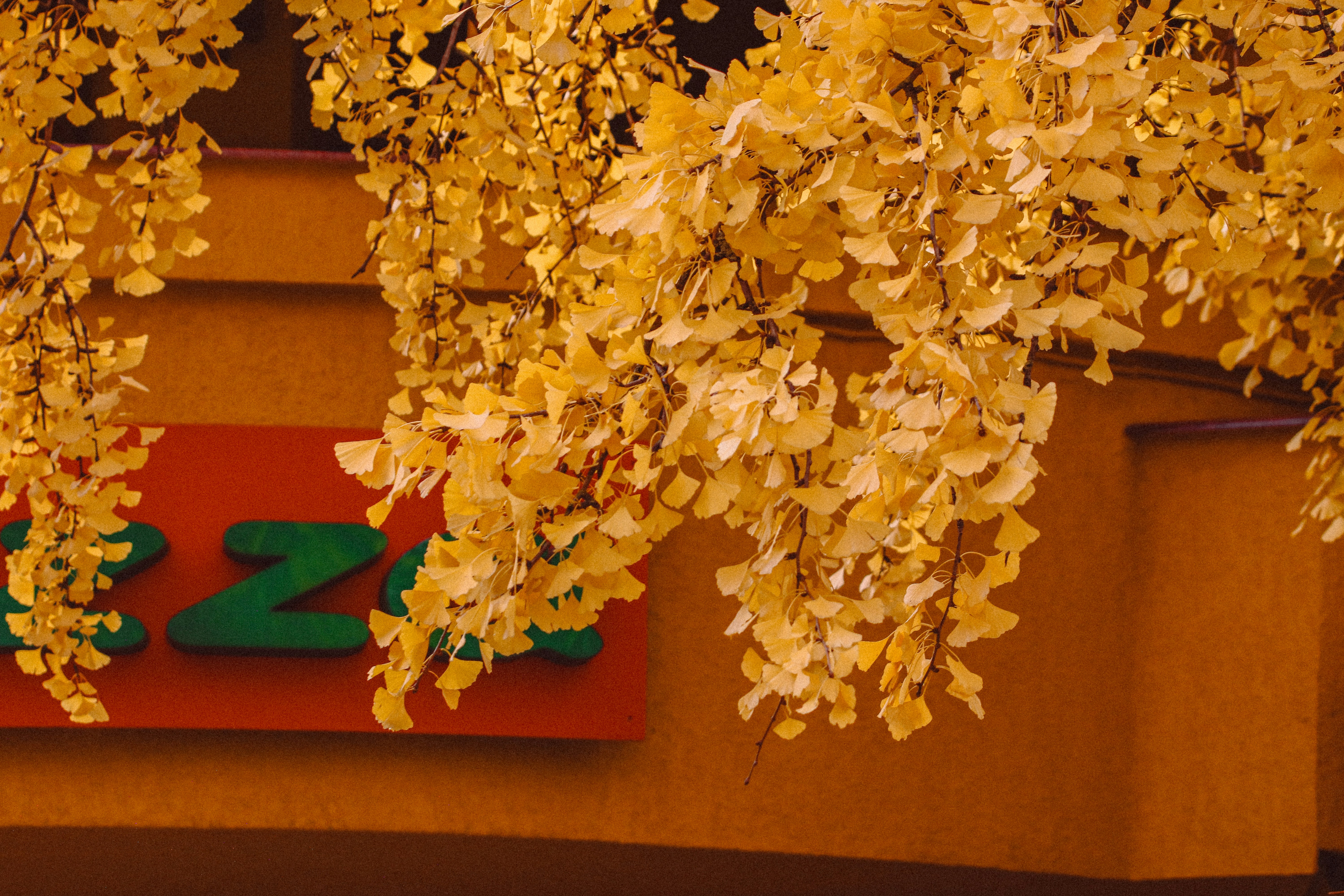 A close up of a tree with yellow flowers