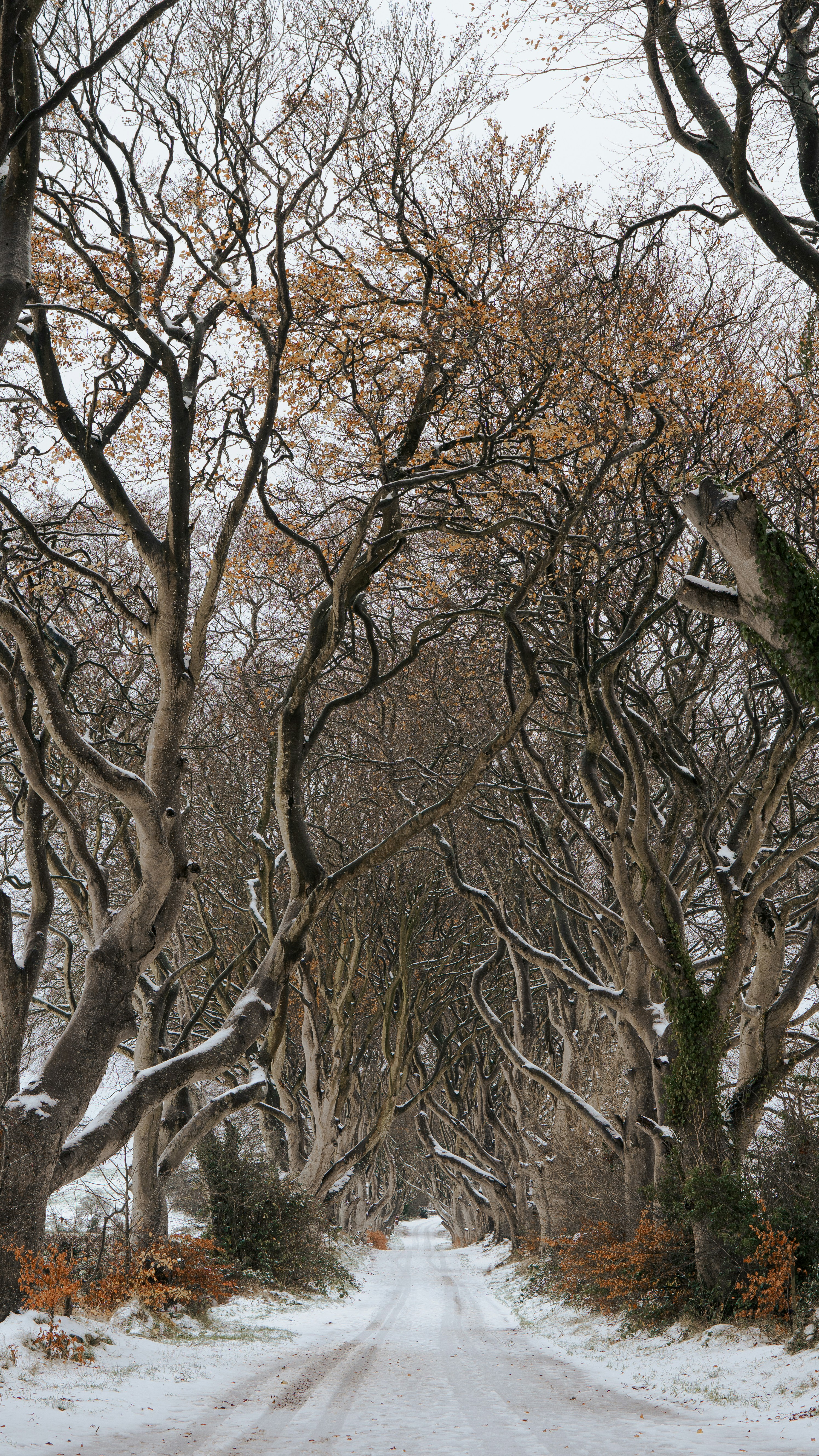 A snow covered road surrounded by trees and bushes