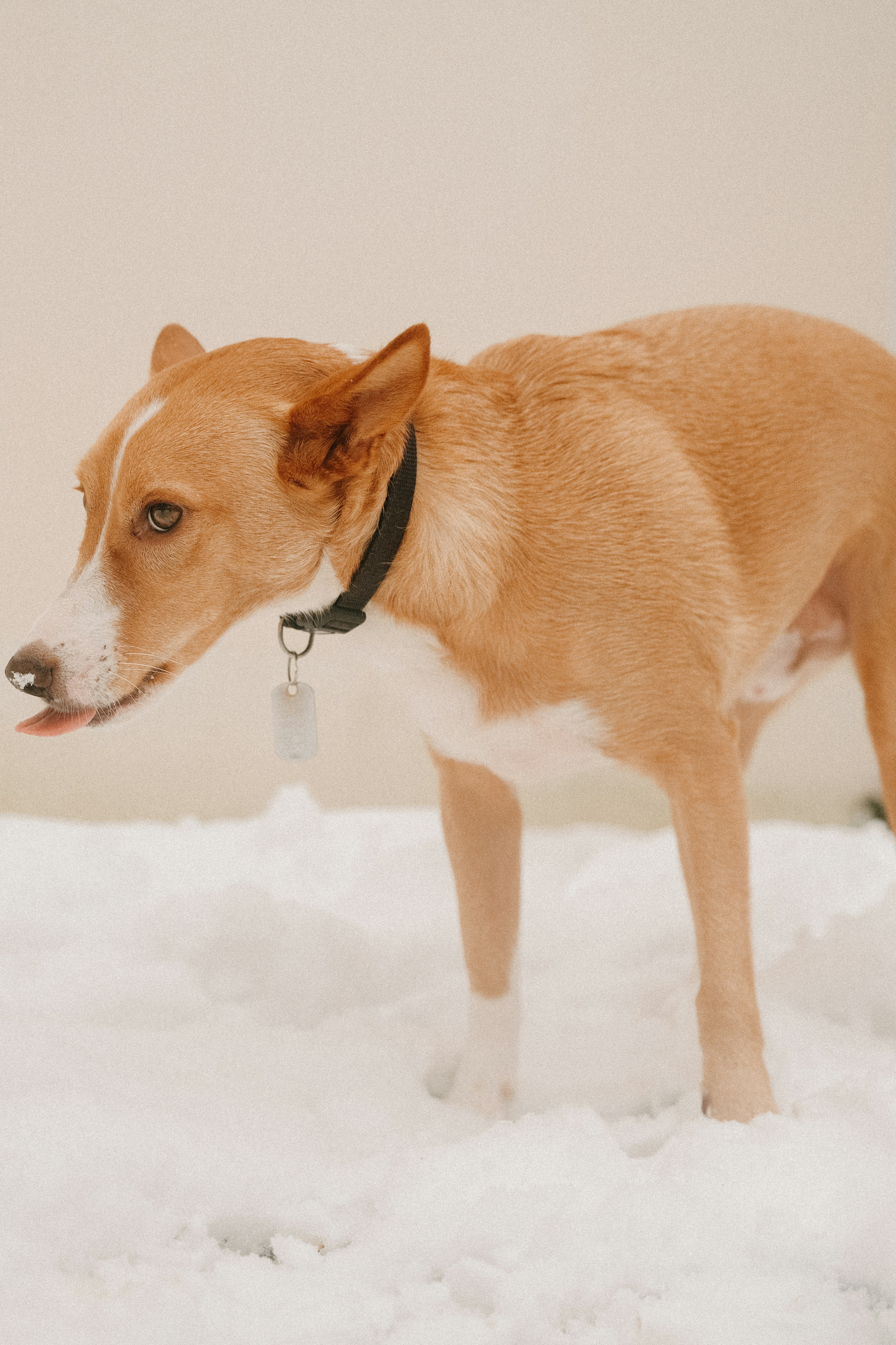 Healthy dog eating freeze-dried treats
