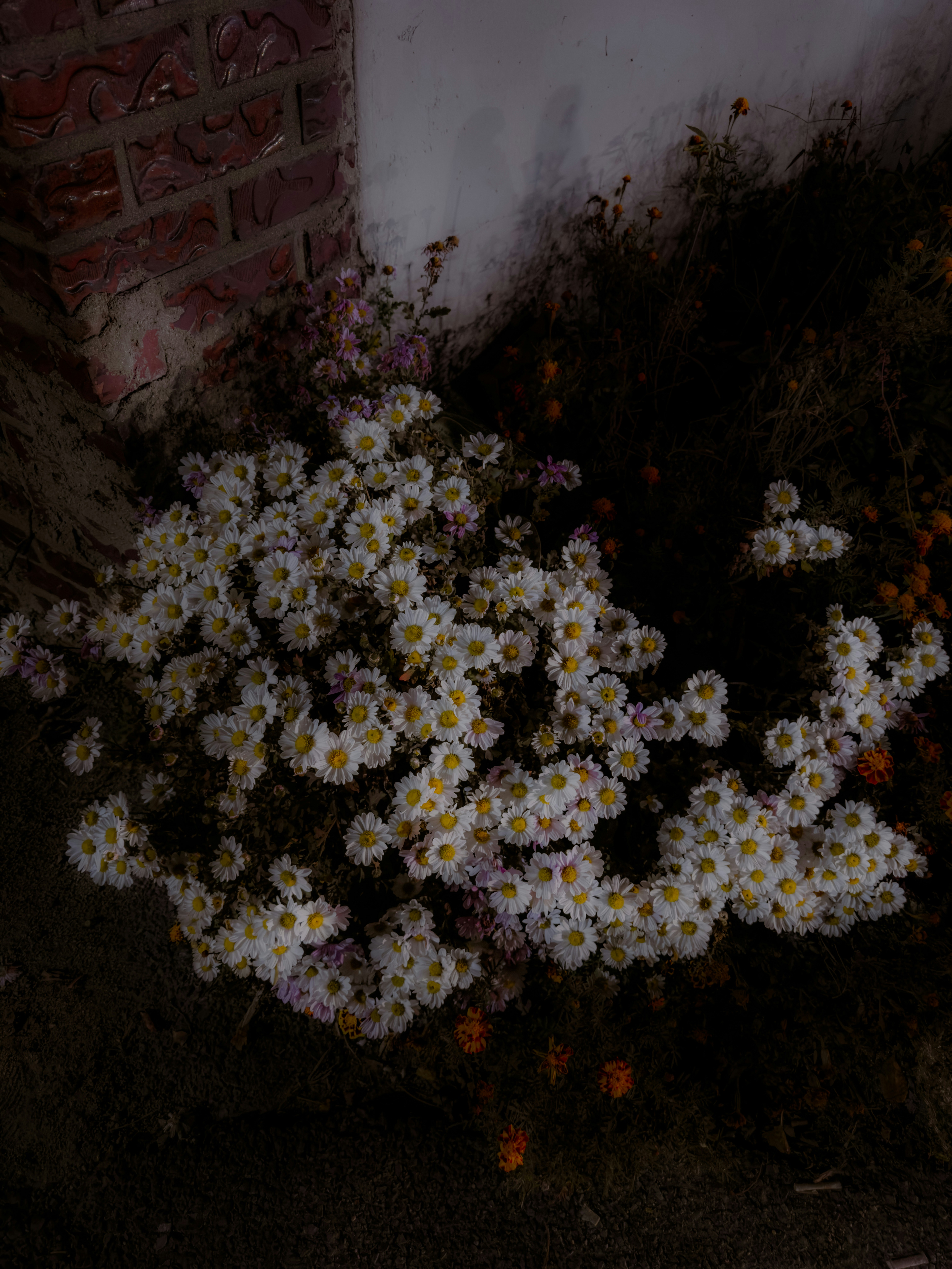 A bunch of white flowers sitting next to a brick wall