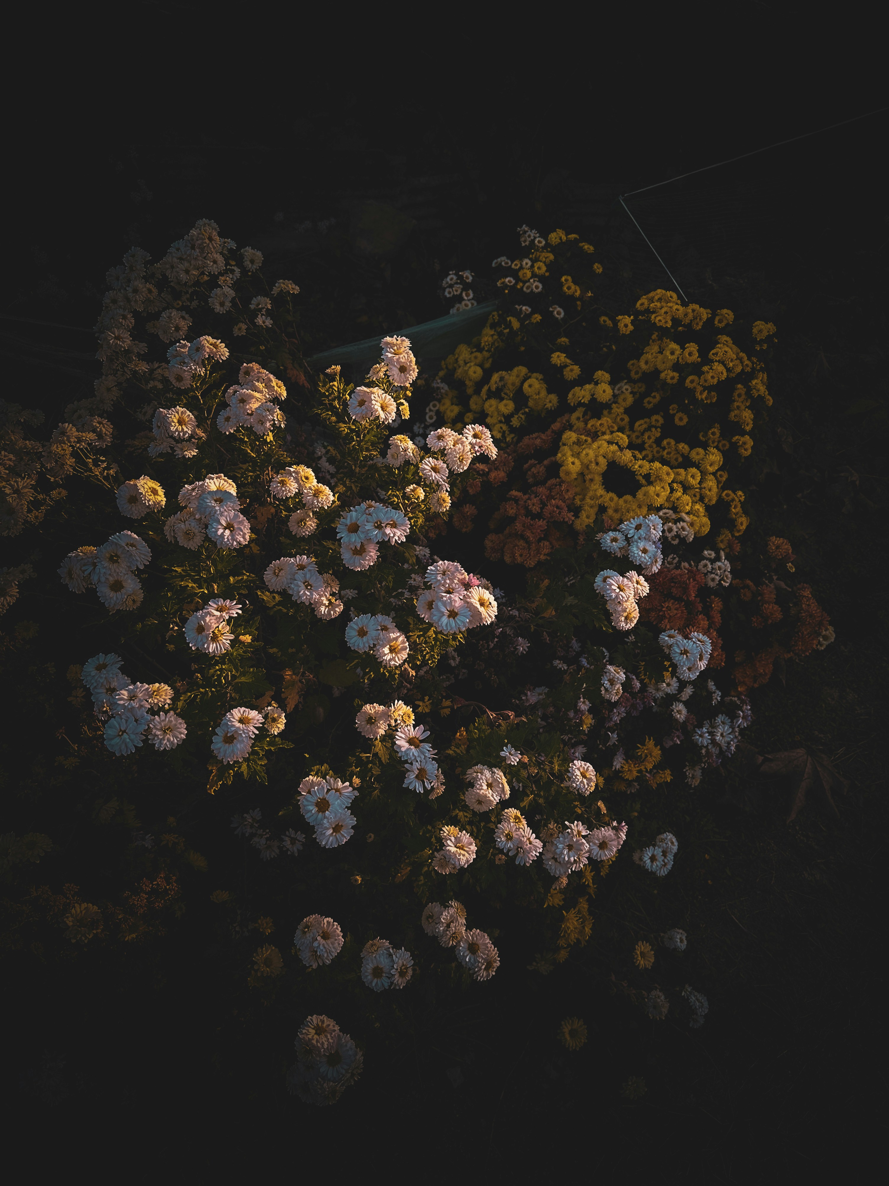 A bunch of flowers that are sitting in the dark