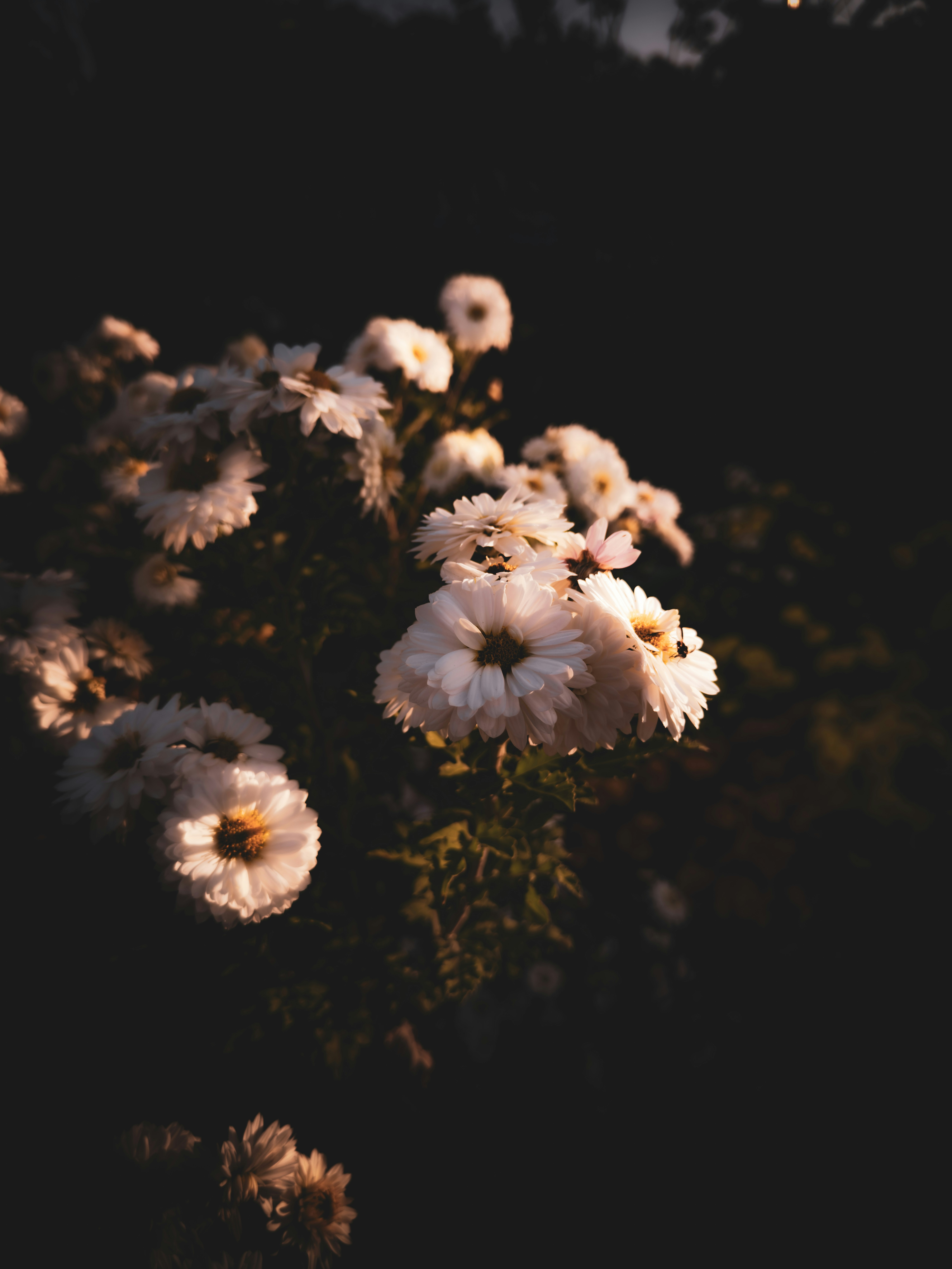 A bunch of white flowers in the dark