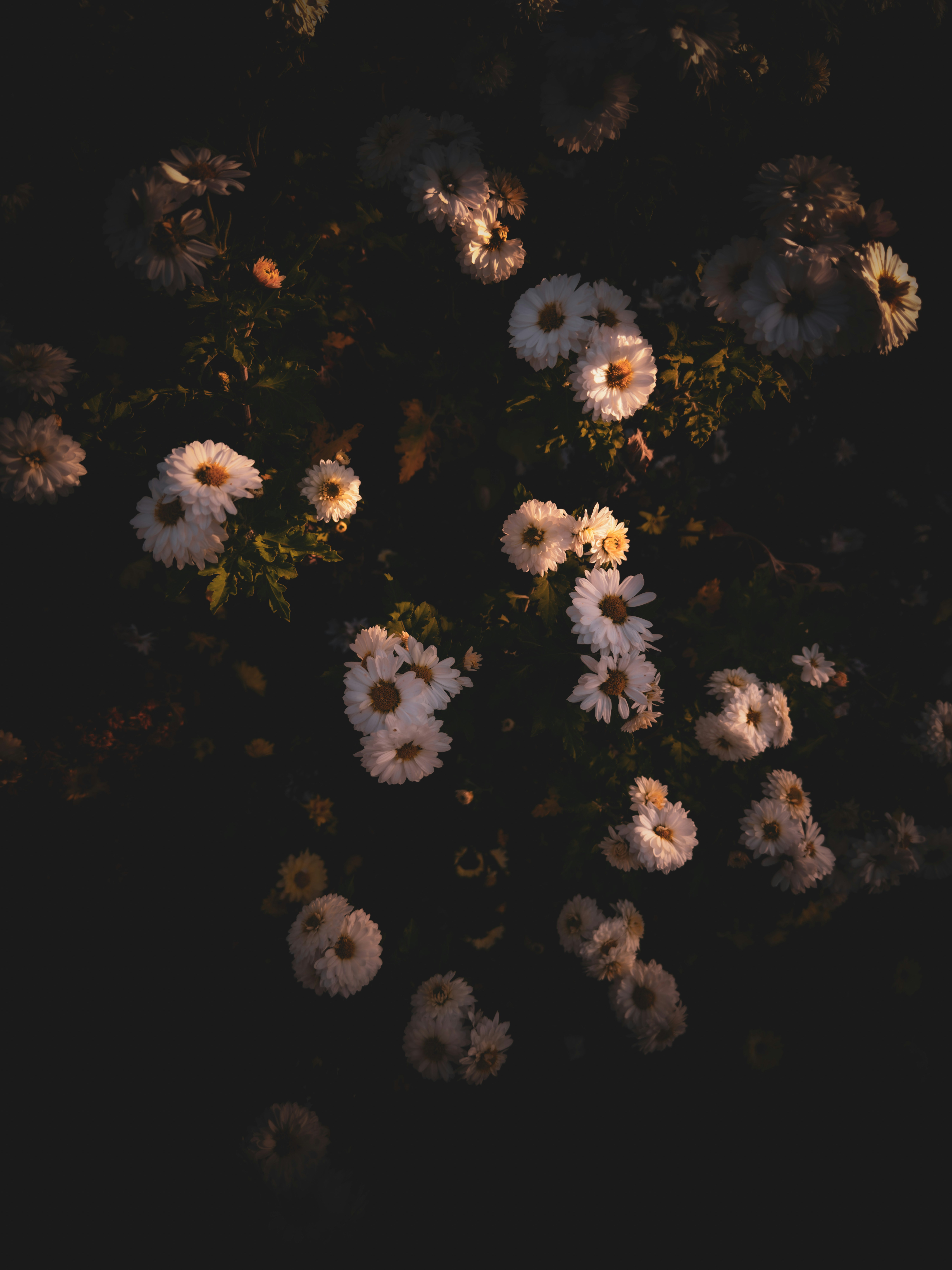 A bunch of flowers that are in the dark