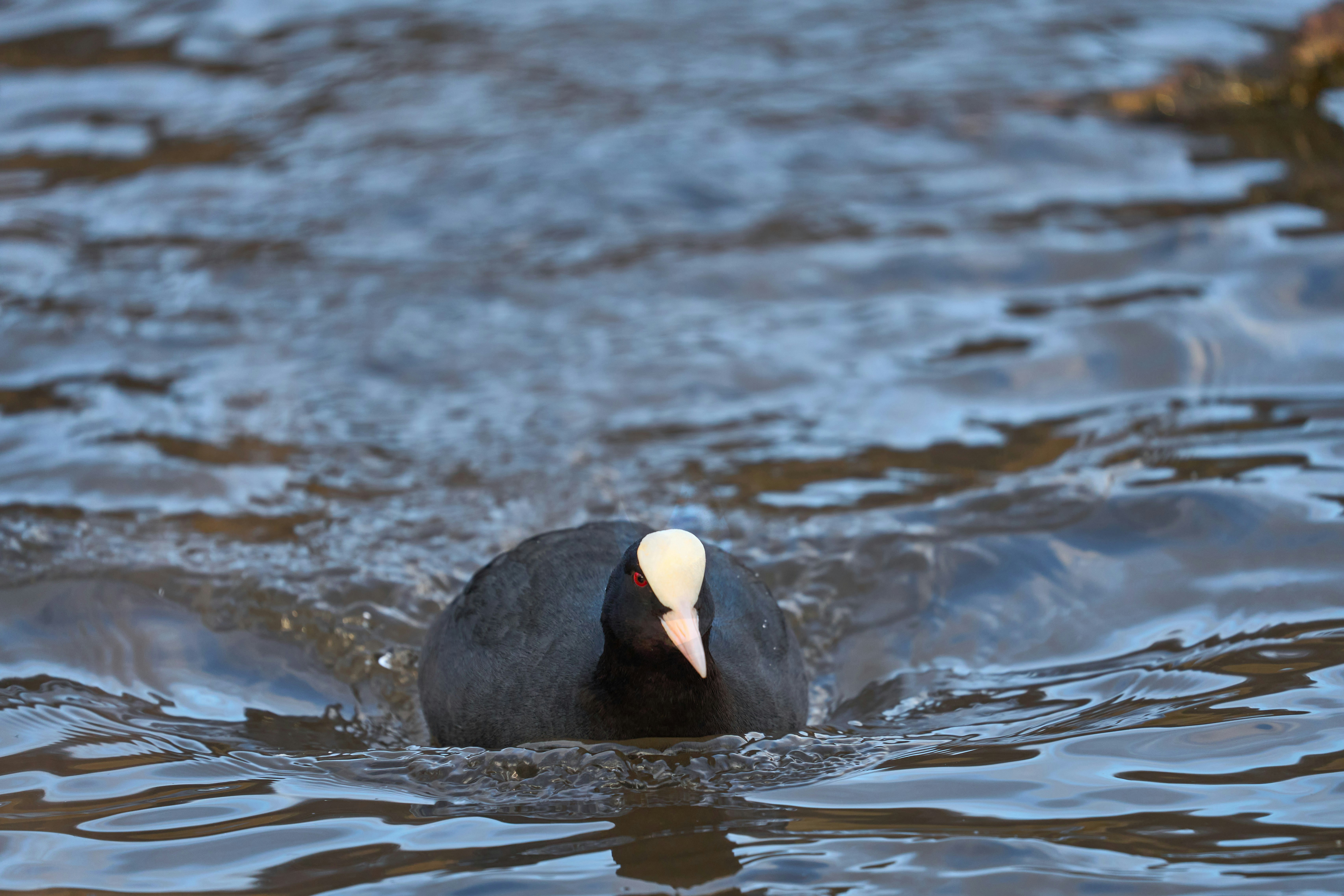 Photo by wolfgang_hasselmann