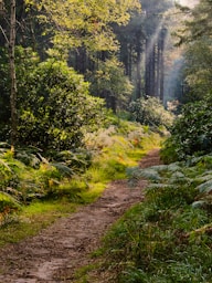 A dirt path in the middle of a forest