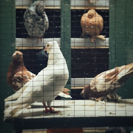 A group of birds sitting on top of a table