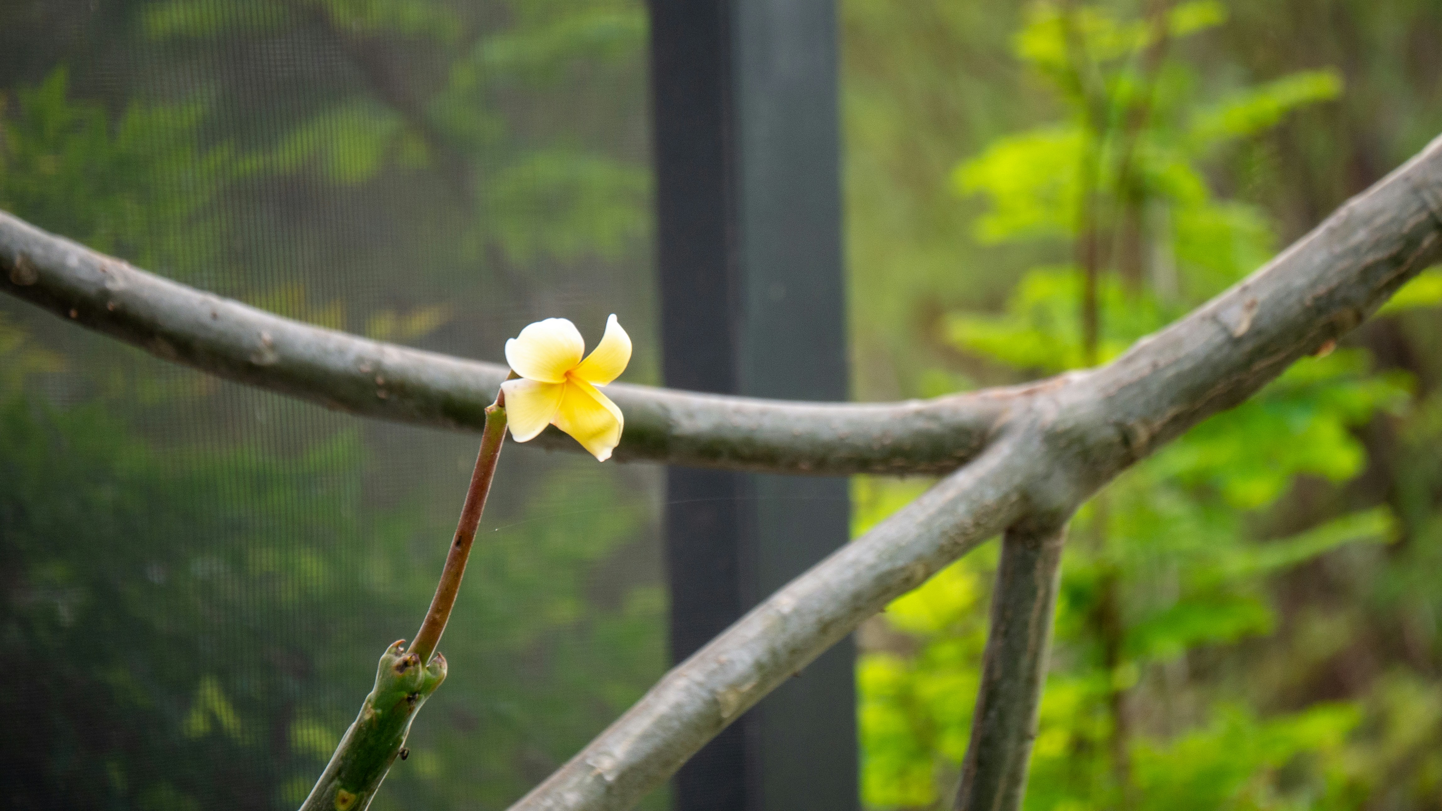 나뭇가지에 달린 작은 노란 꽃